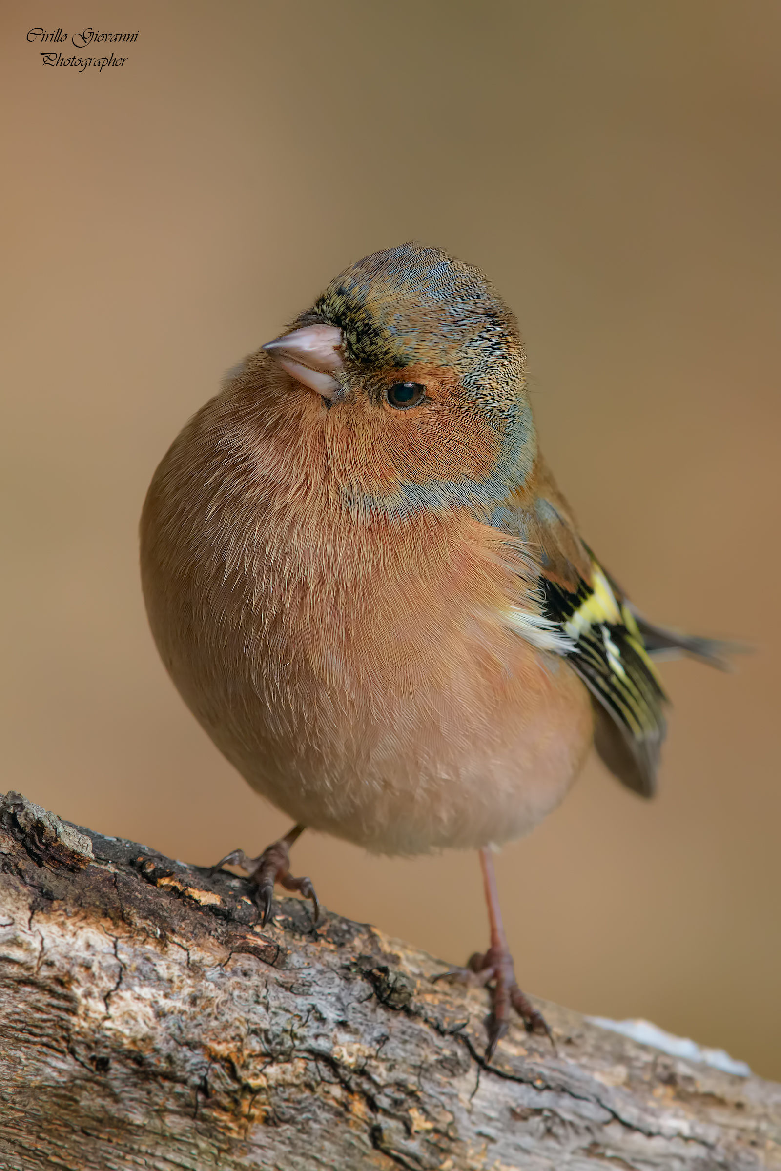 male chaffinch