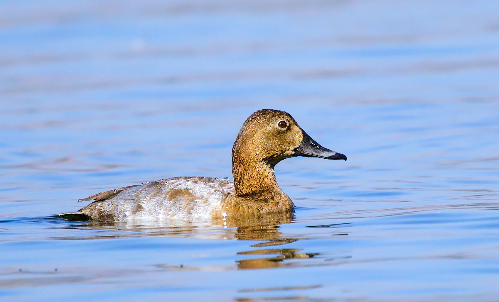 Common Pochard, female.