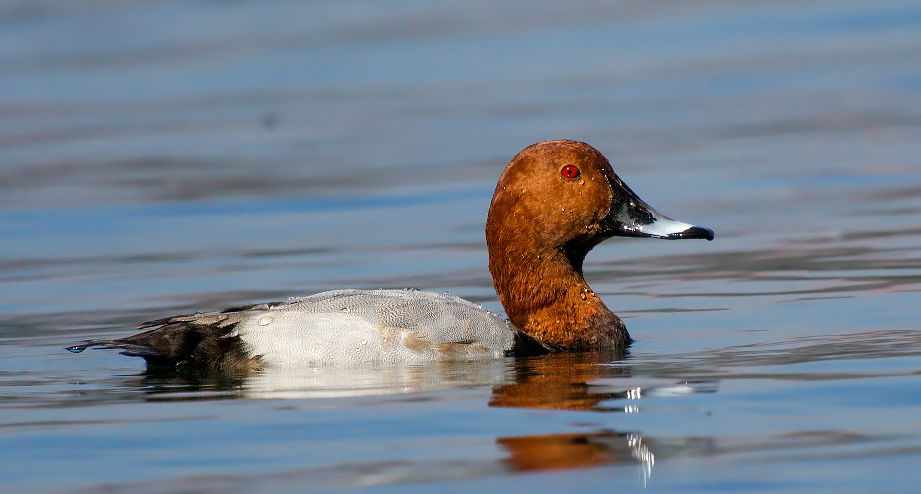 Common Pochard, male.