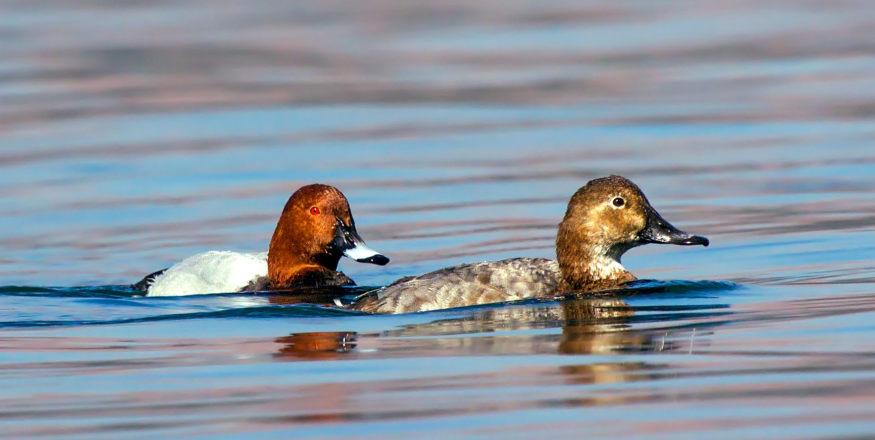 Common Pochard, male and female.