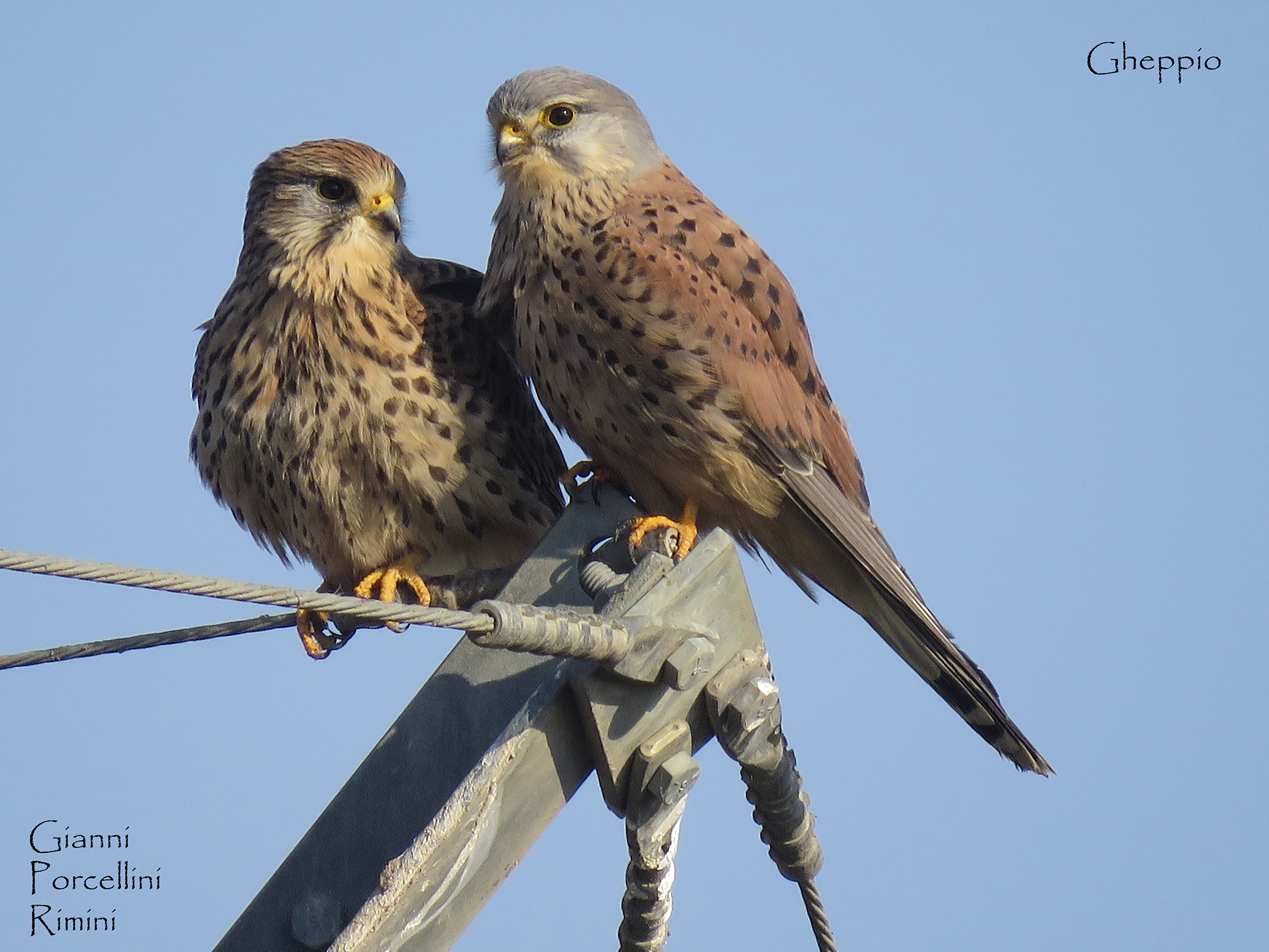 Couple of kestrels in love! (Falco tinnunculus)