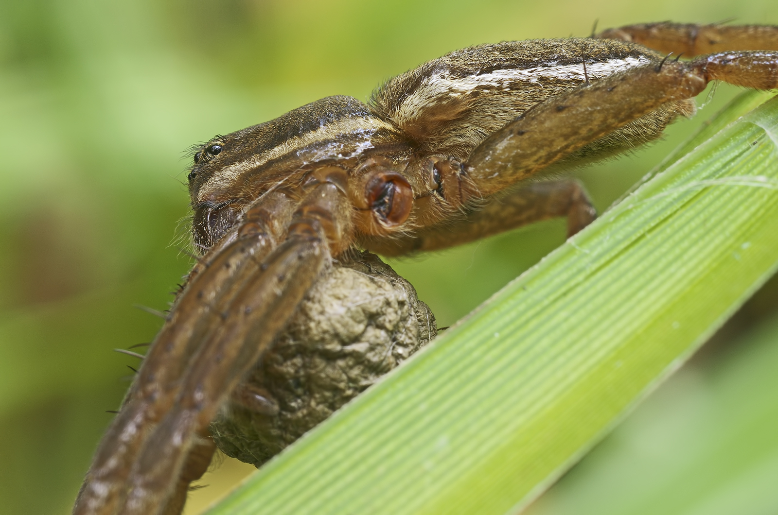 Dolomedes fimbriatus