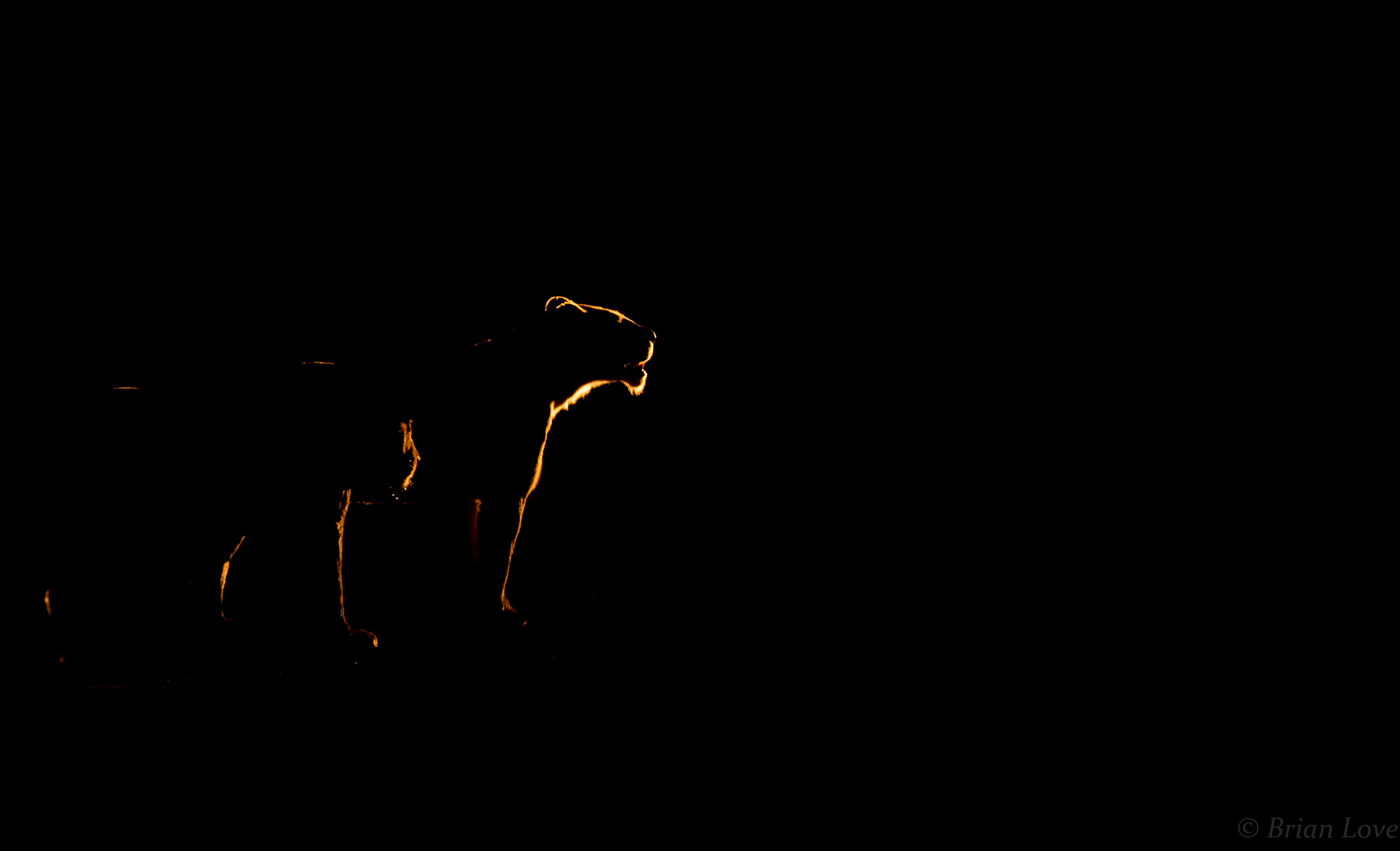 We own the night! - Buon Natale e Buone Feste