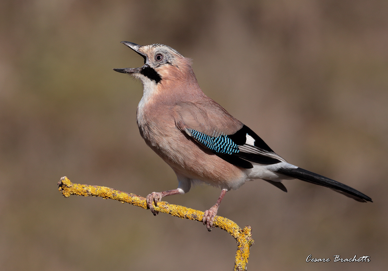 jay