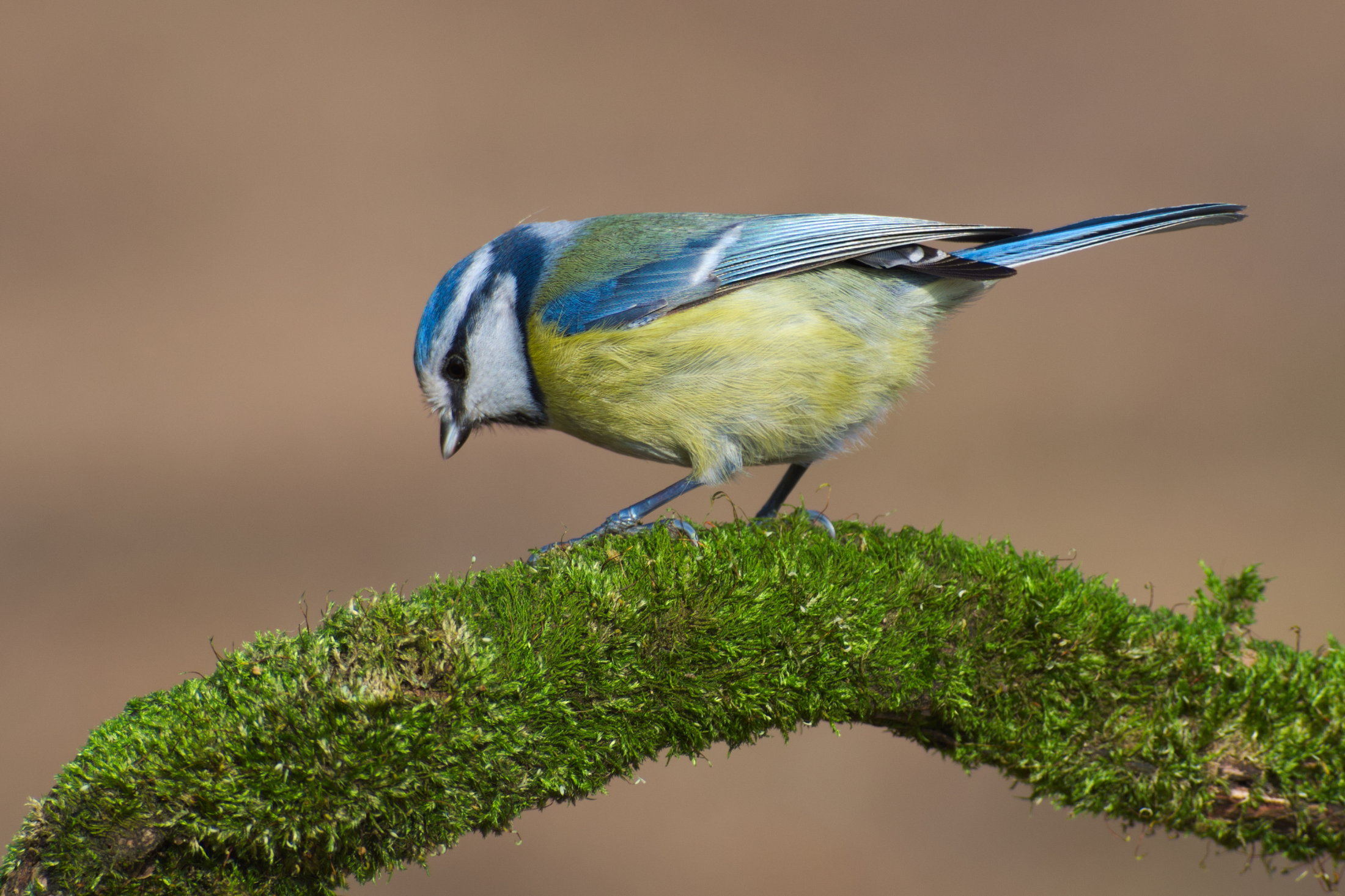 Blue tit (Cyanistes caeruleus)