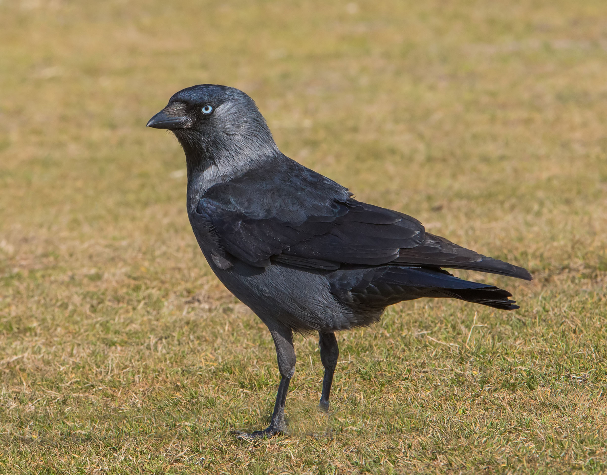 Jackdaw