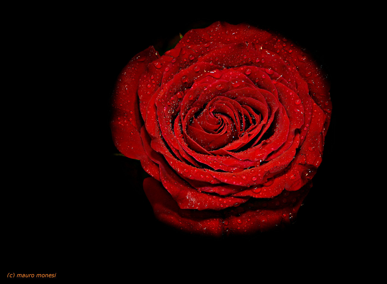 Red rose