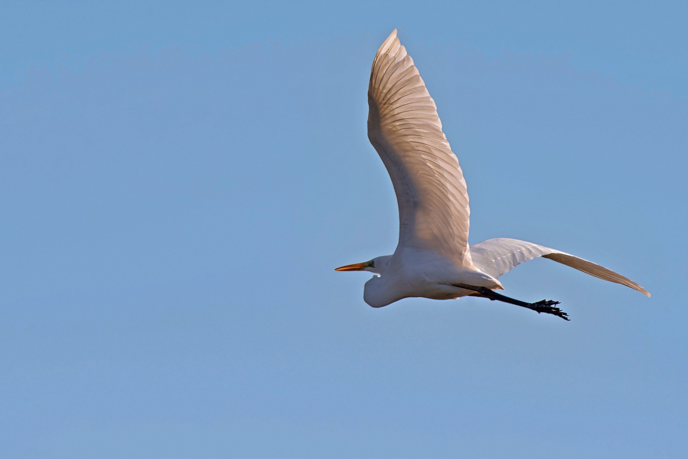 Airone Bianco Maggiore