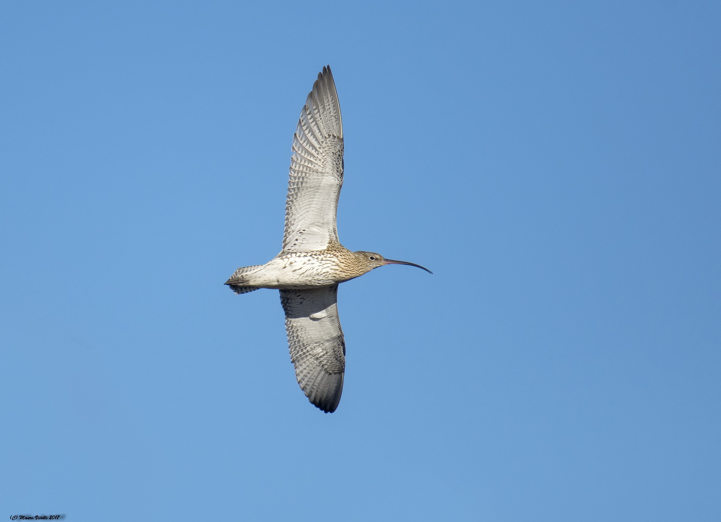 Chiurlo Maggiore in volo