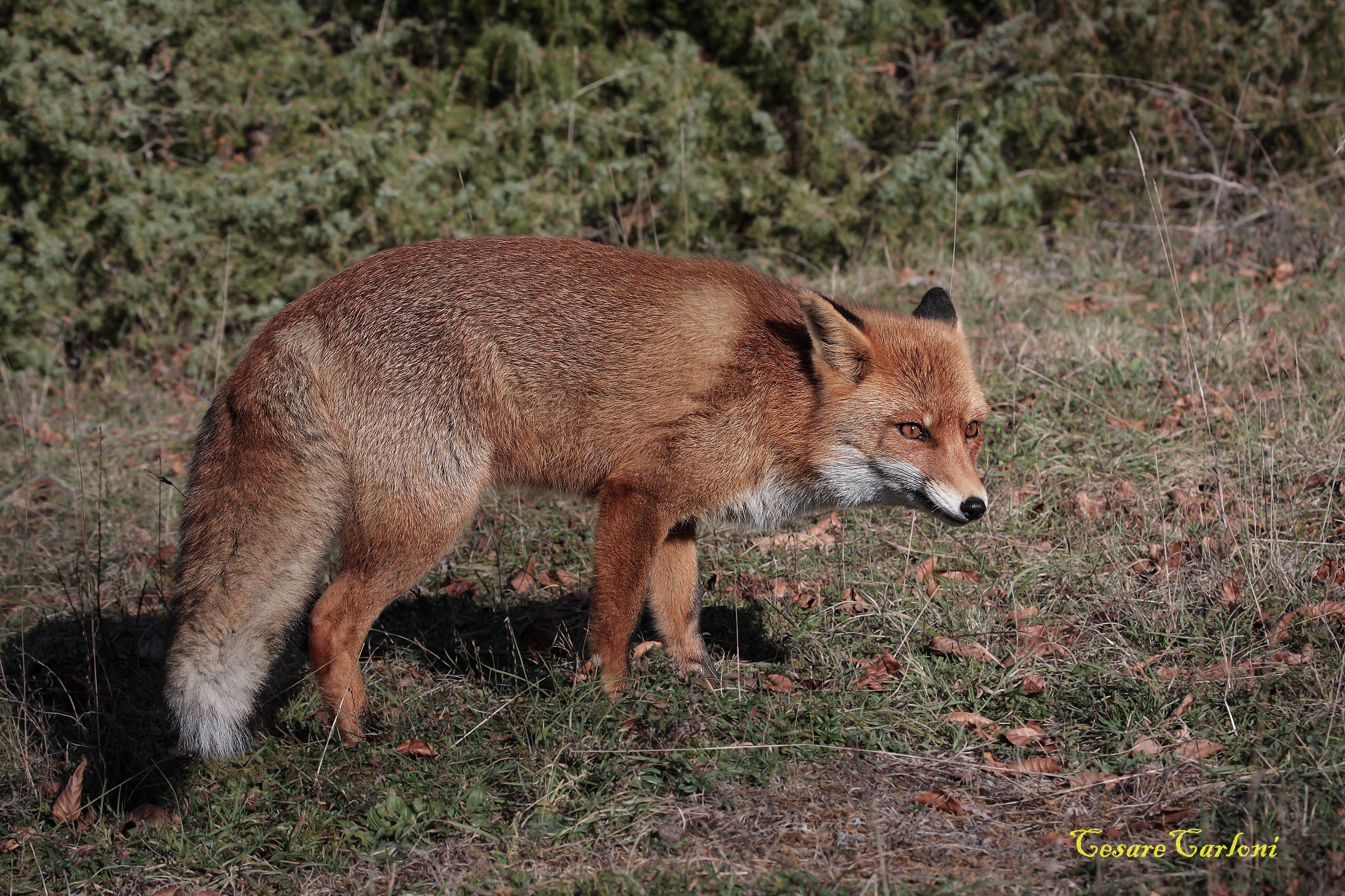 volpe (vulpes vulpes)