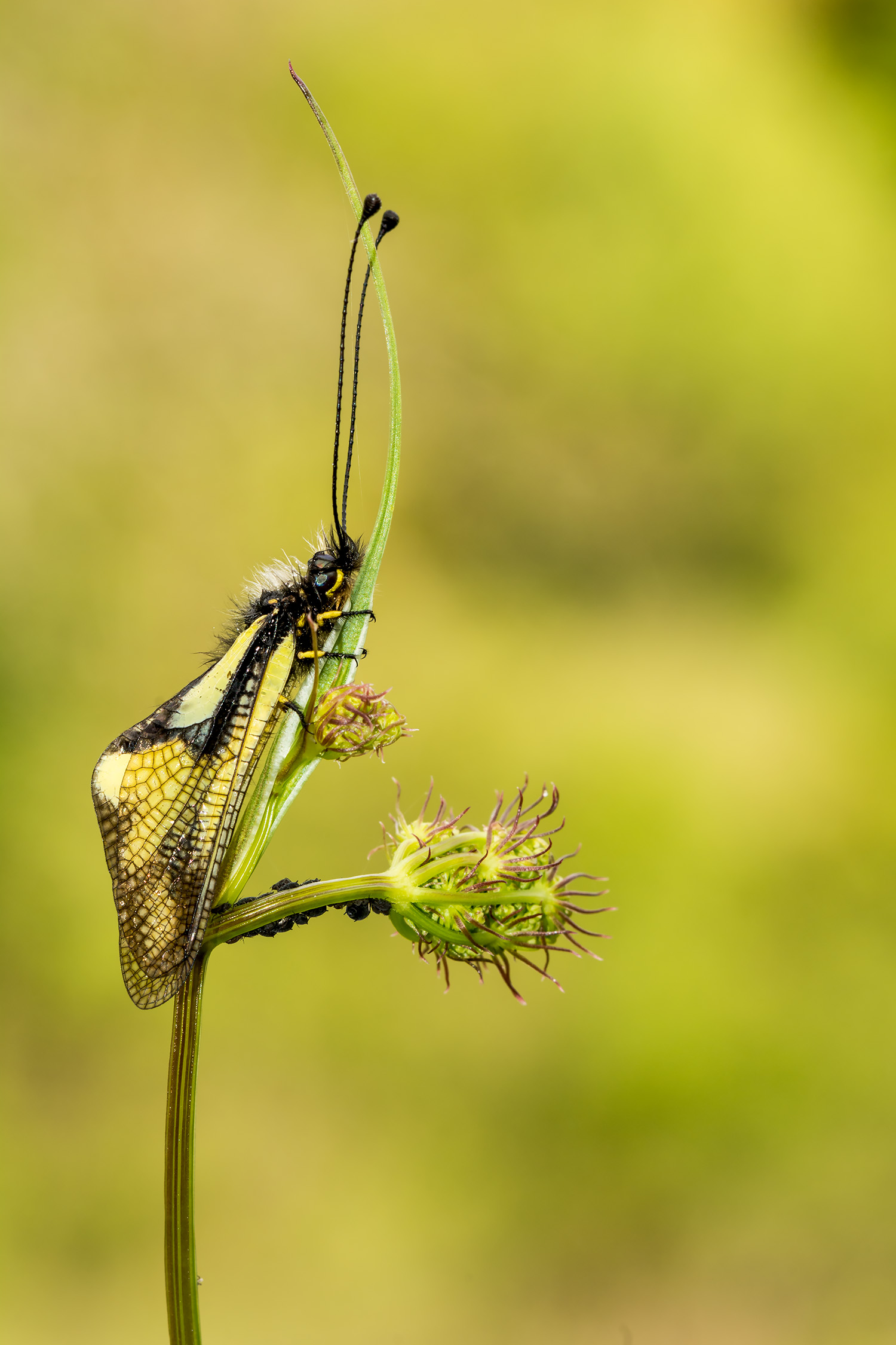 Libelloides coccajus