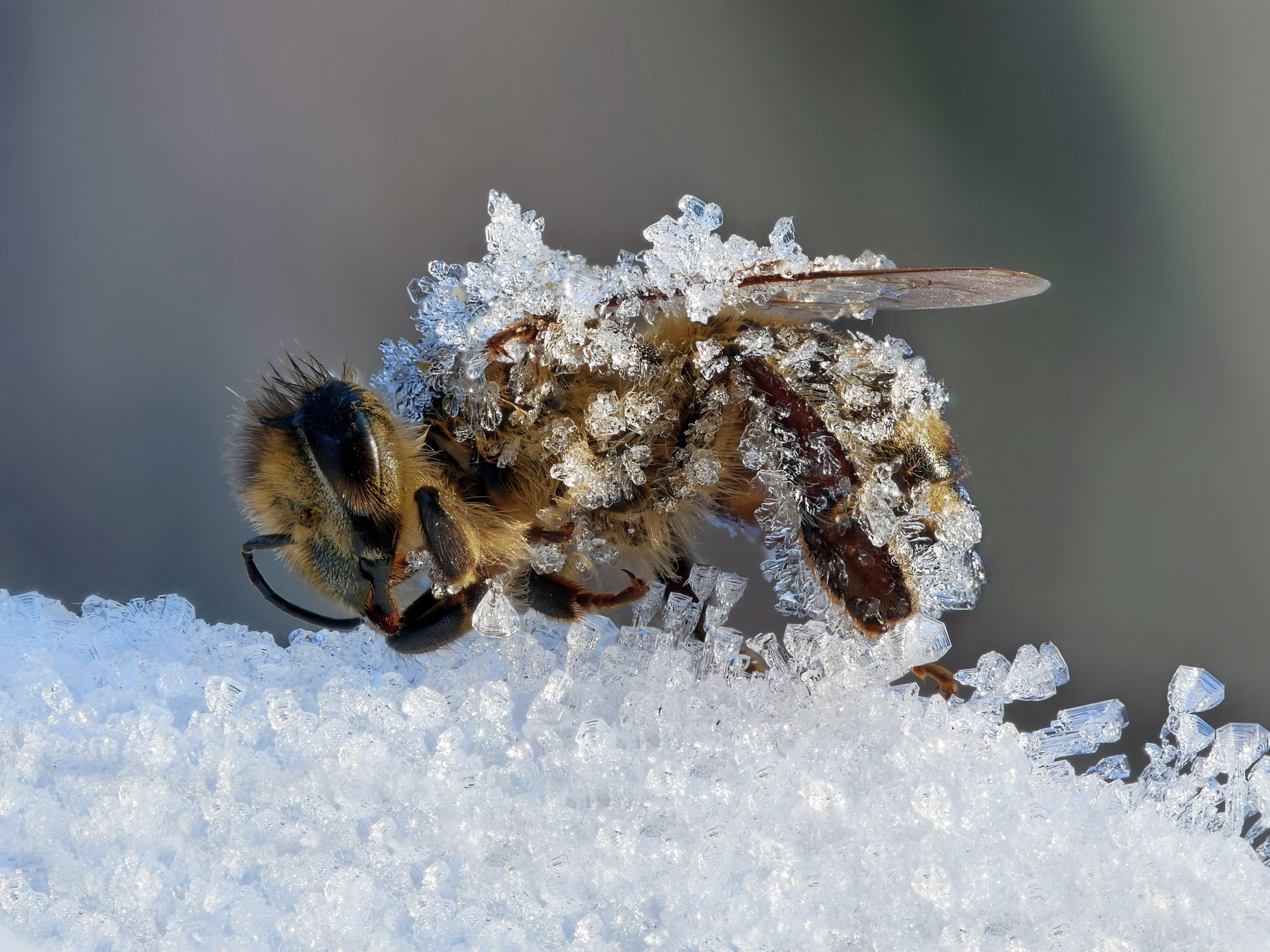 è arrivato l'inverno
