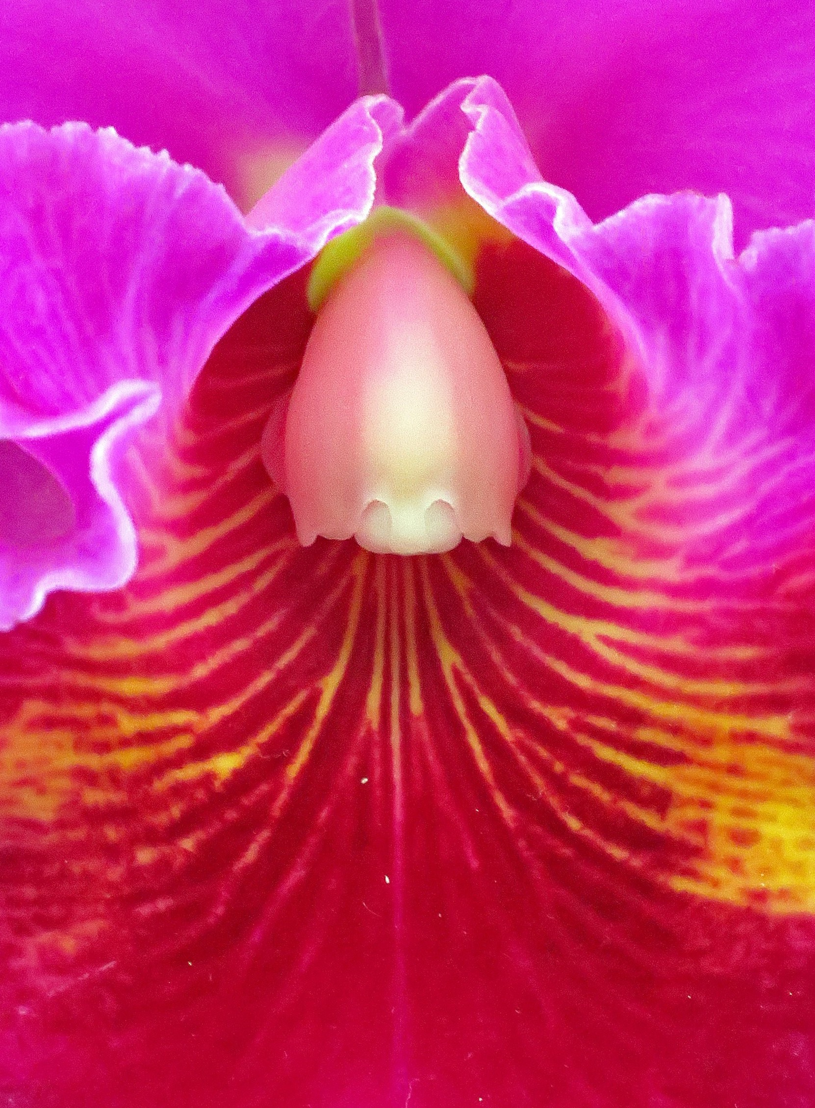 Orchidea 3