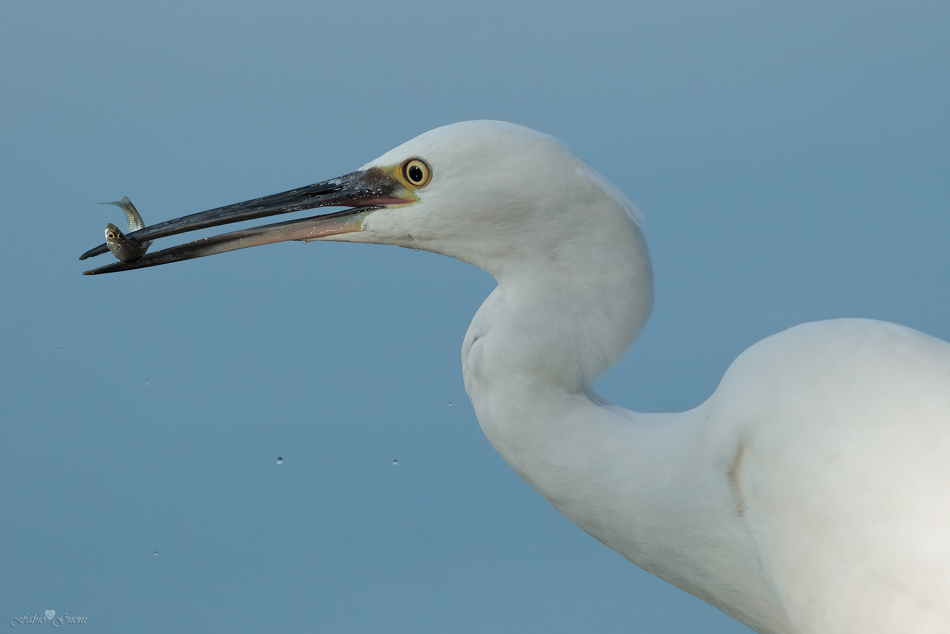 Egret