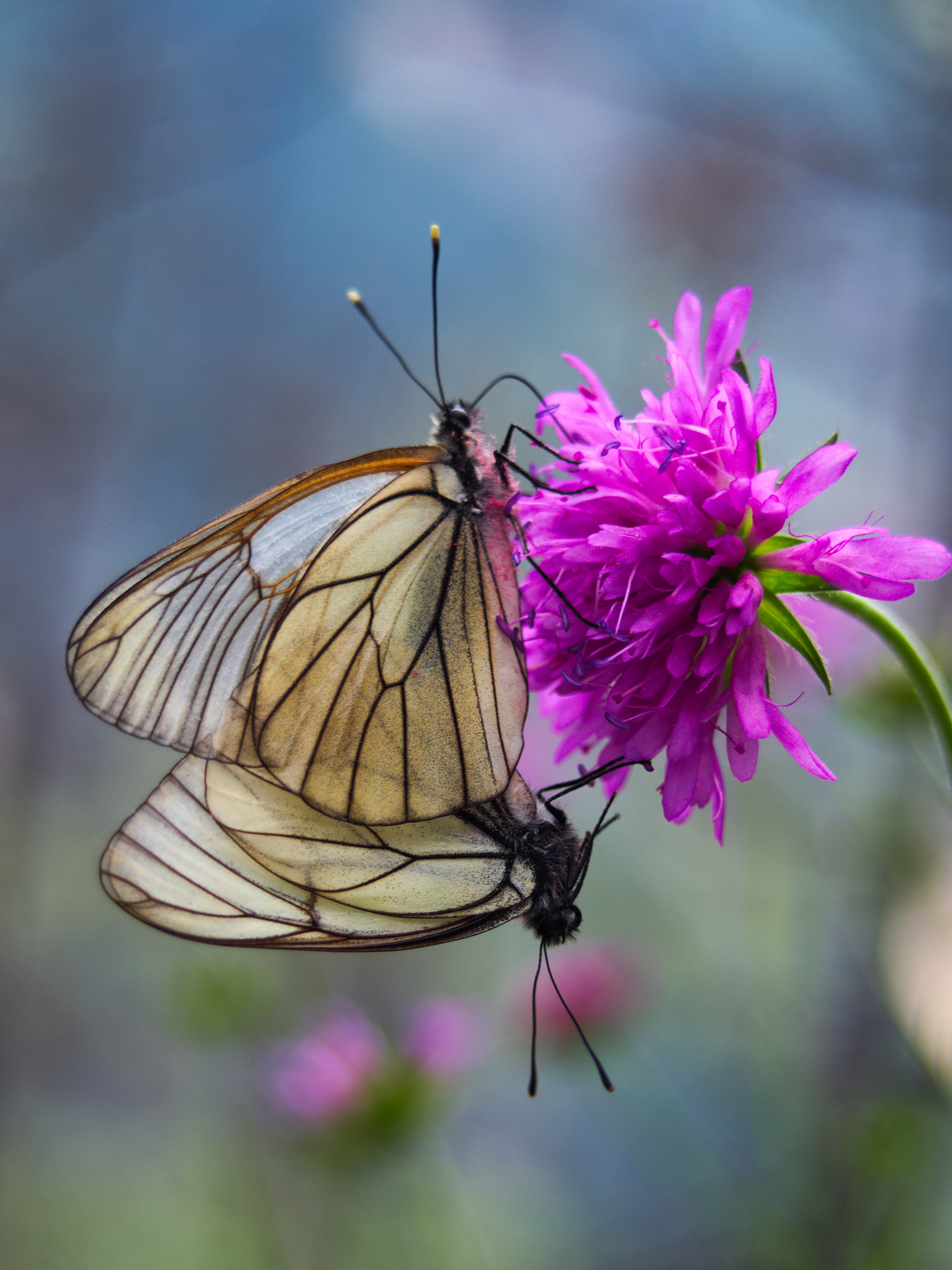 Butterflies in love ... and hungry