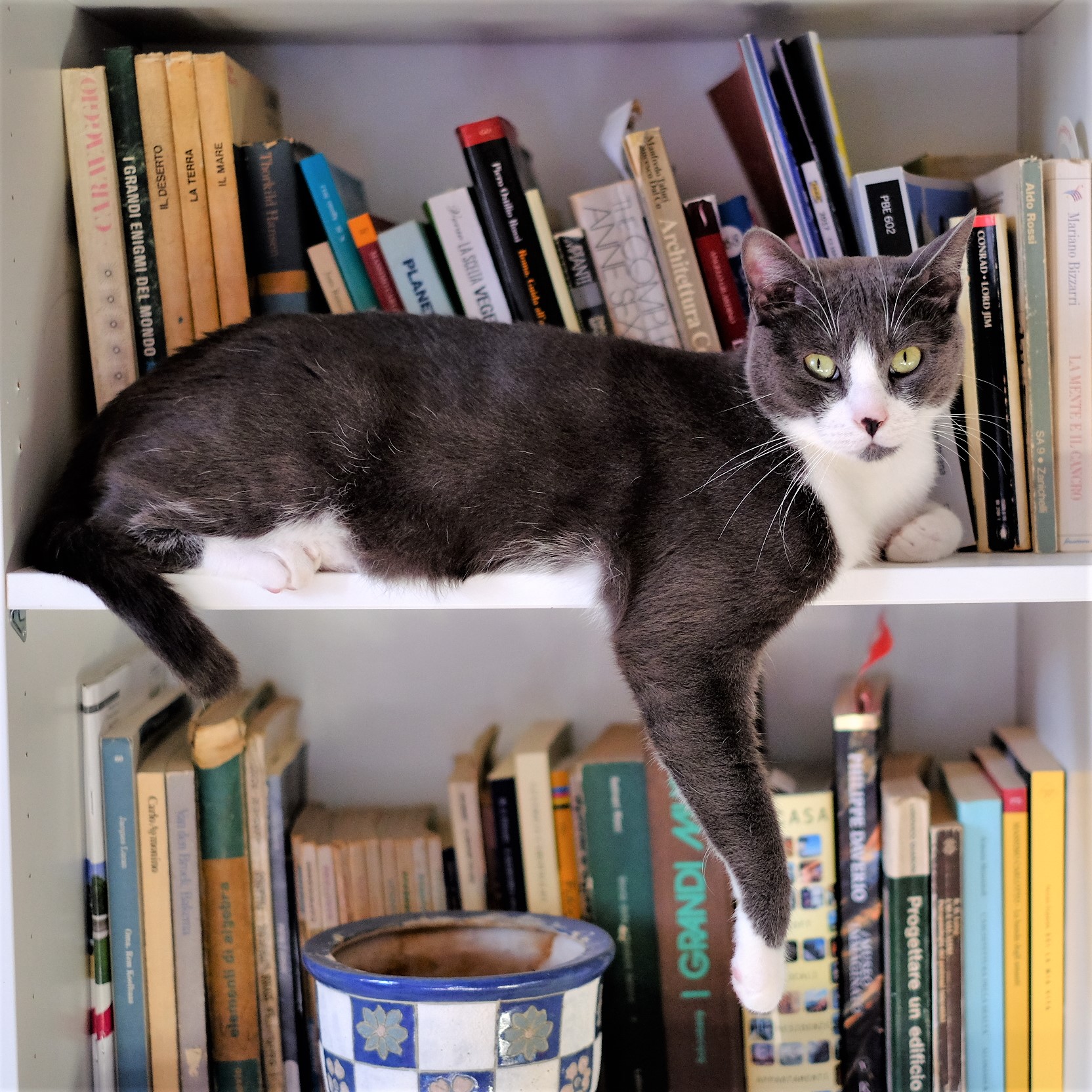 Un gatto da libreria