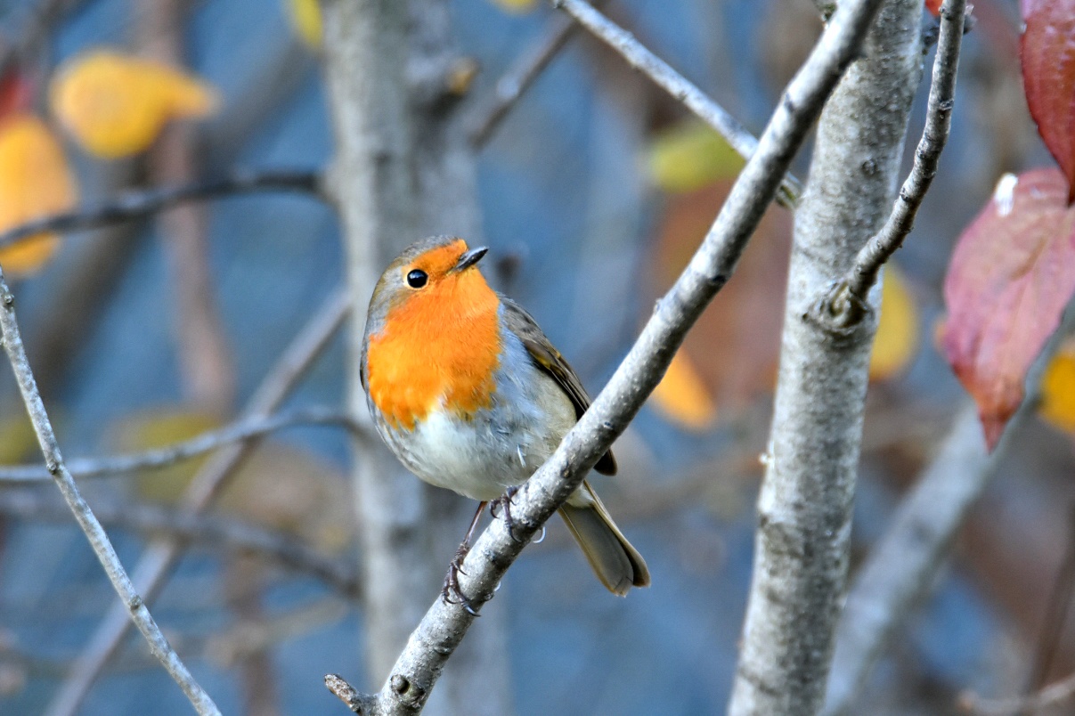 Robin