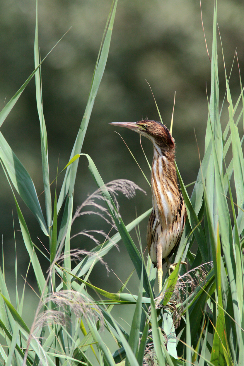 Small of bittern
