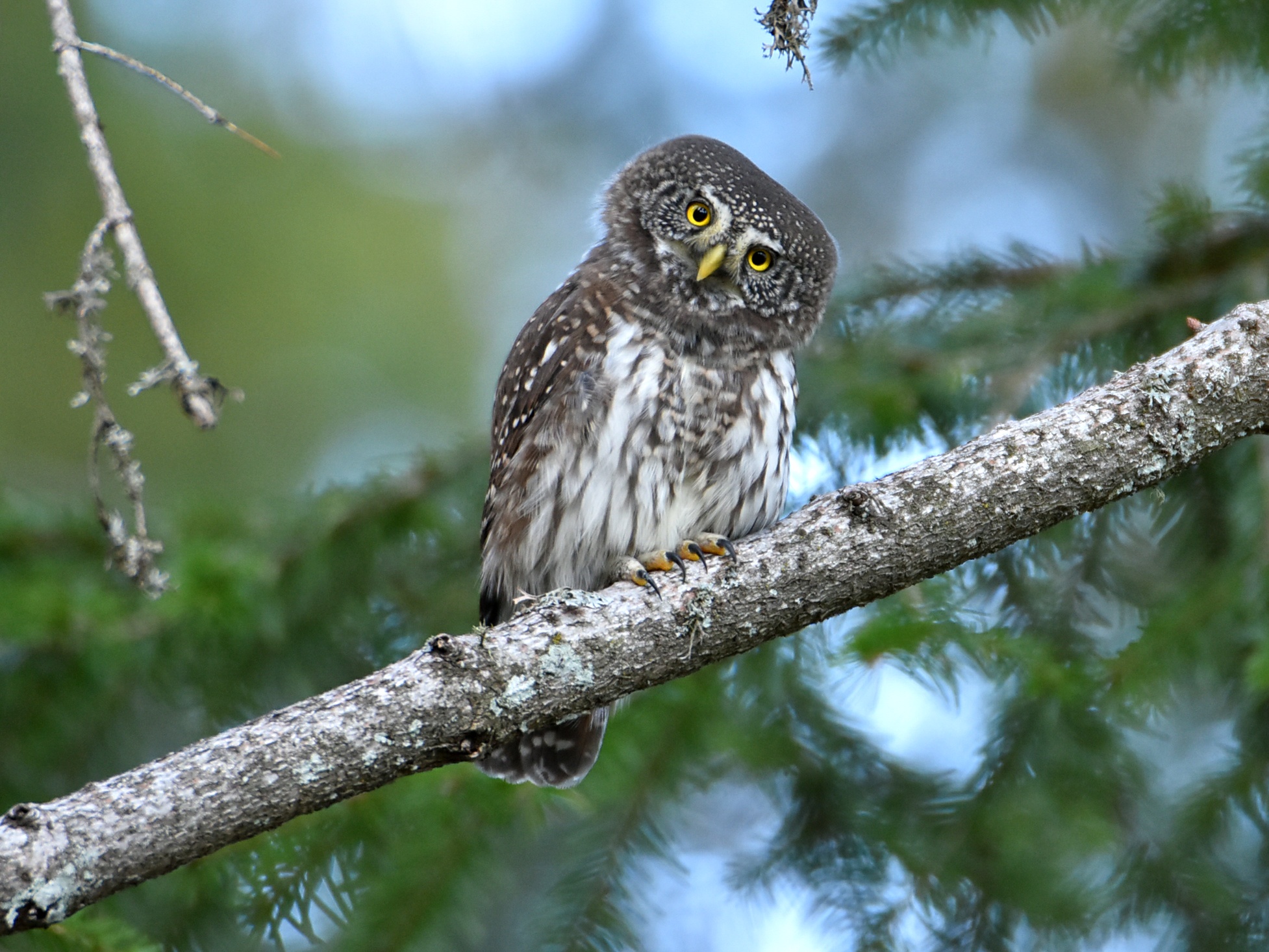 Dwarf owl