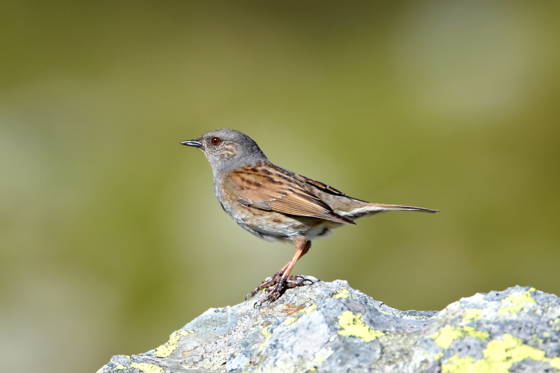 It will pass scabbard