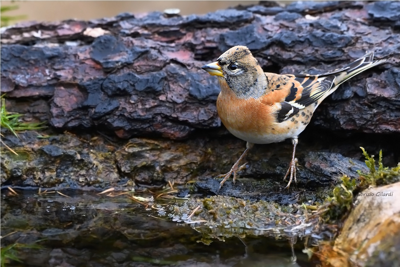 Peppola (Fringilla montifringilla)