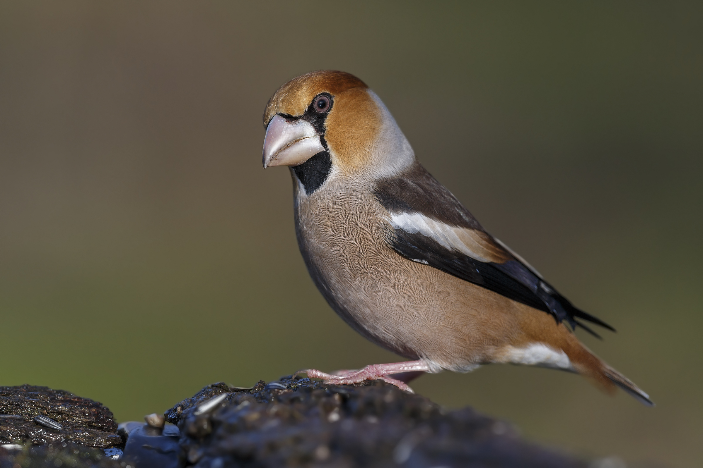 Grosbeak