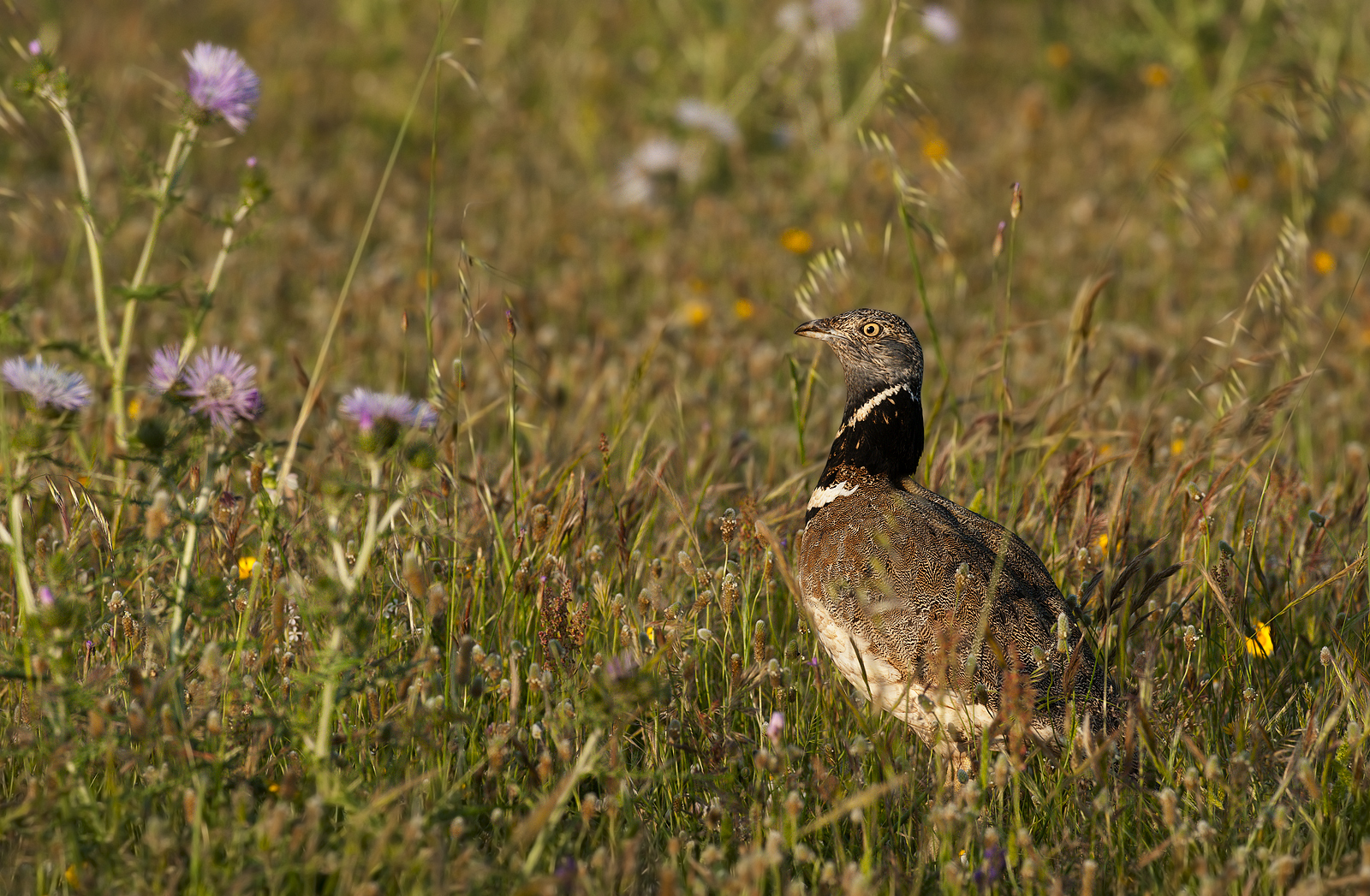 gallina prataiola (Tetrax tetrax)