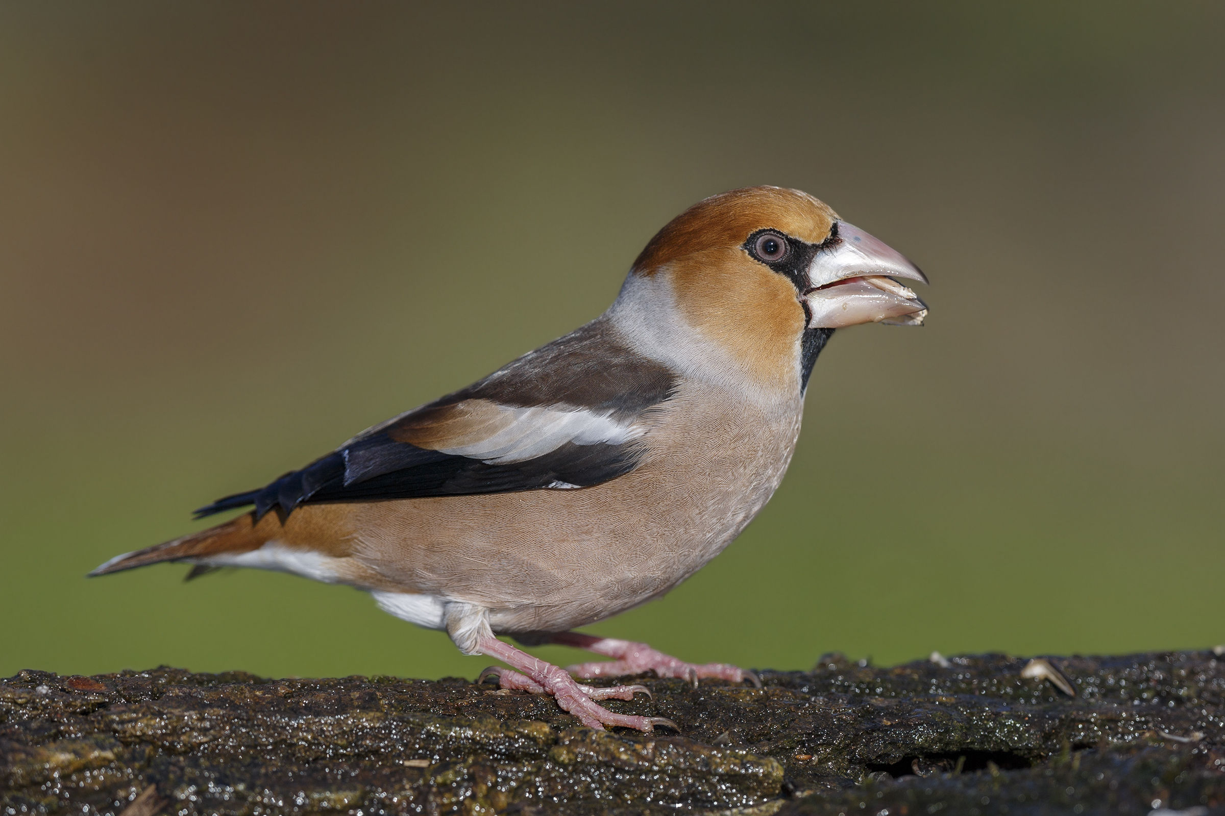 Grosbeak