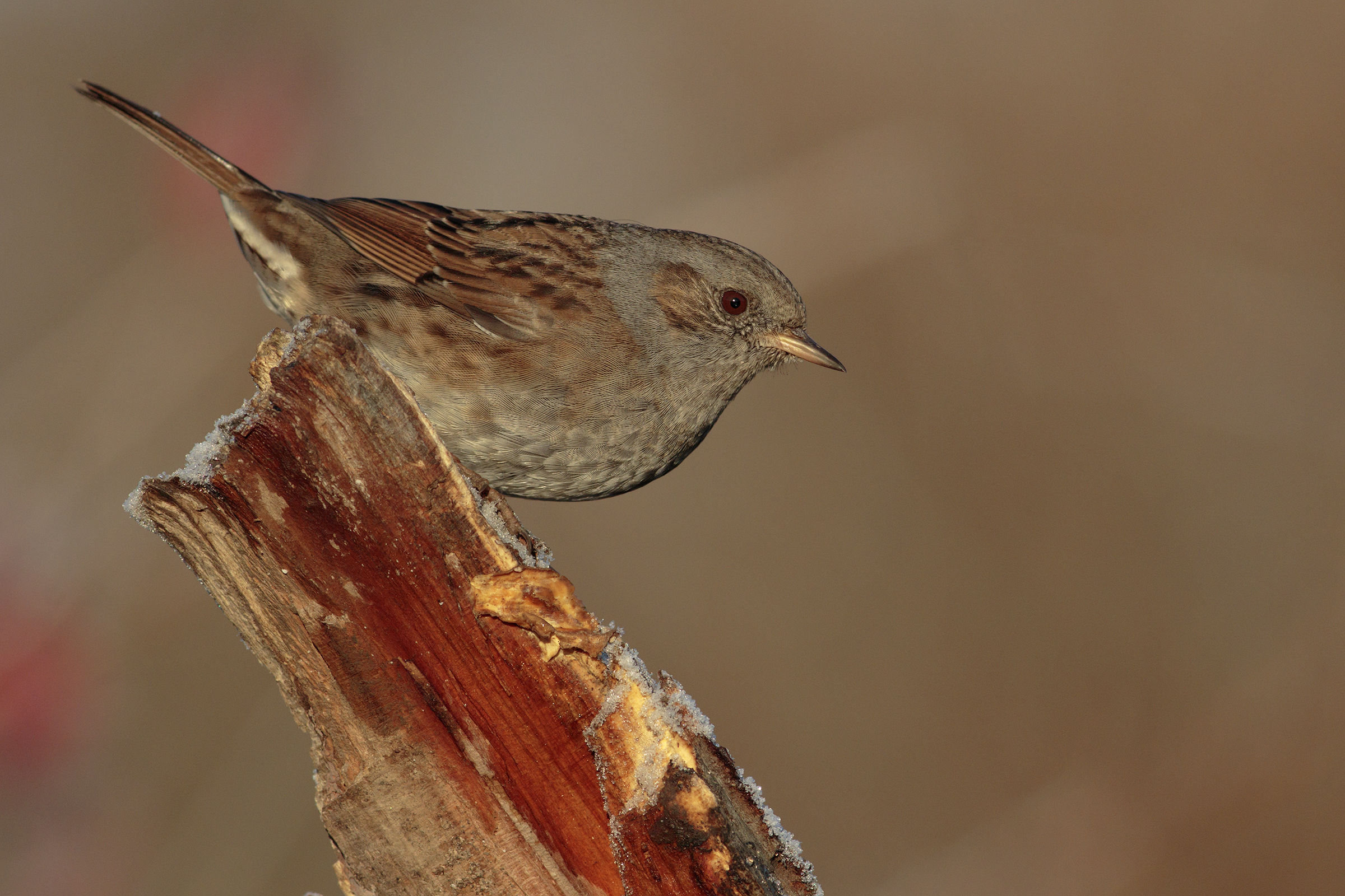 Sparrow Scopaiola