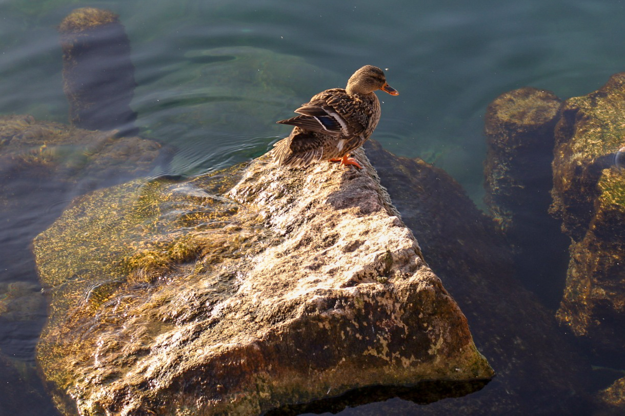 Duckling