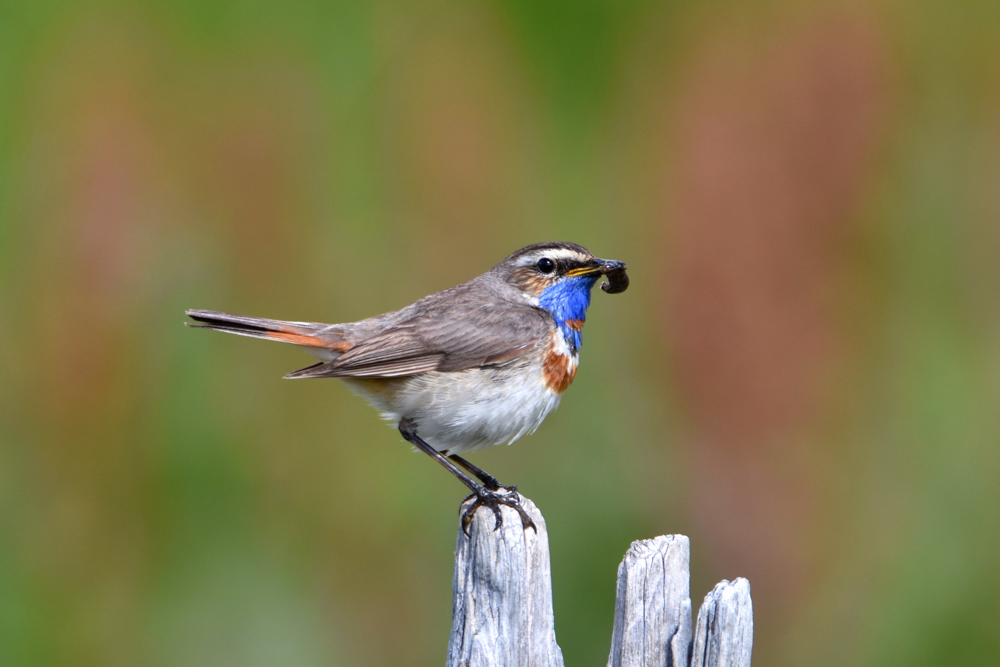 Bluethroat