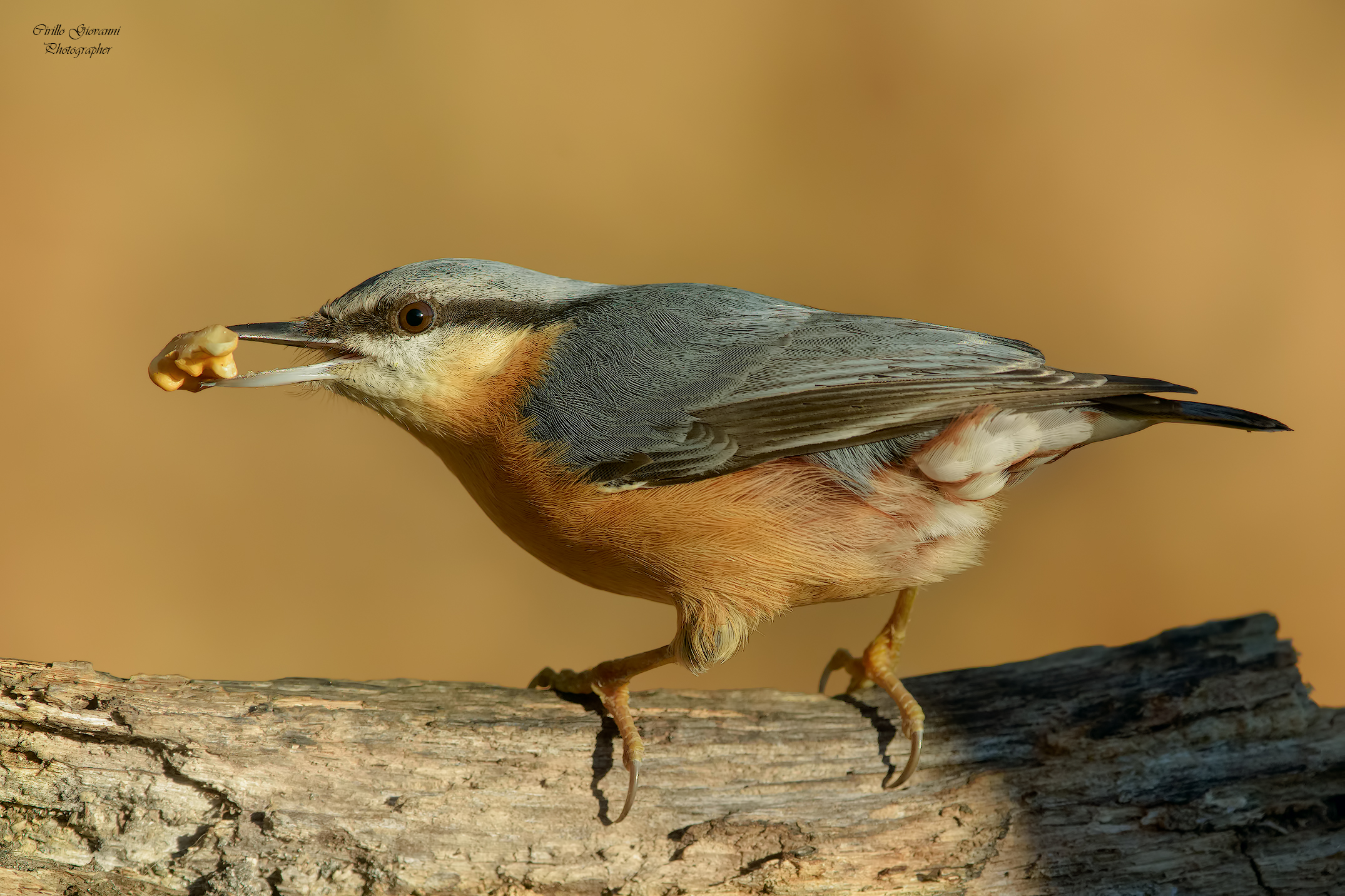 Un vero ladro Picchio Muratore