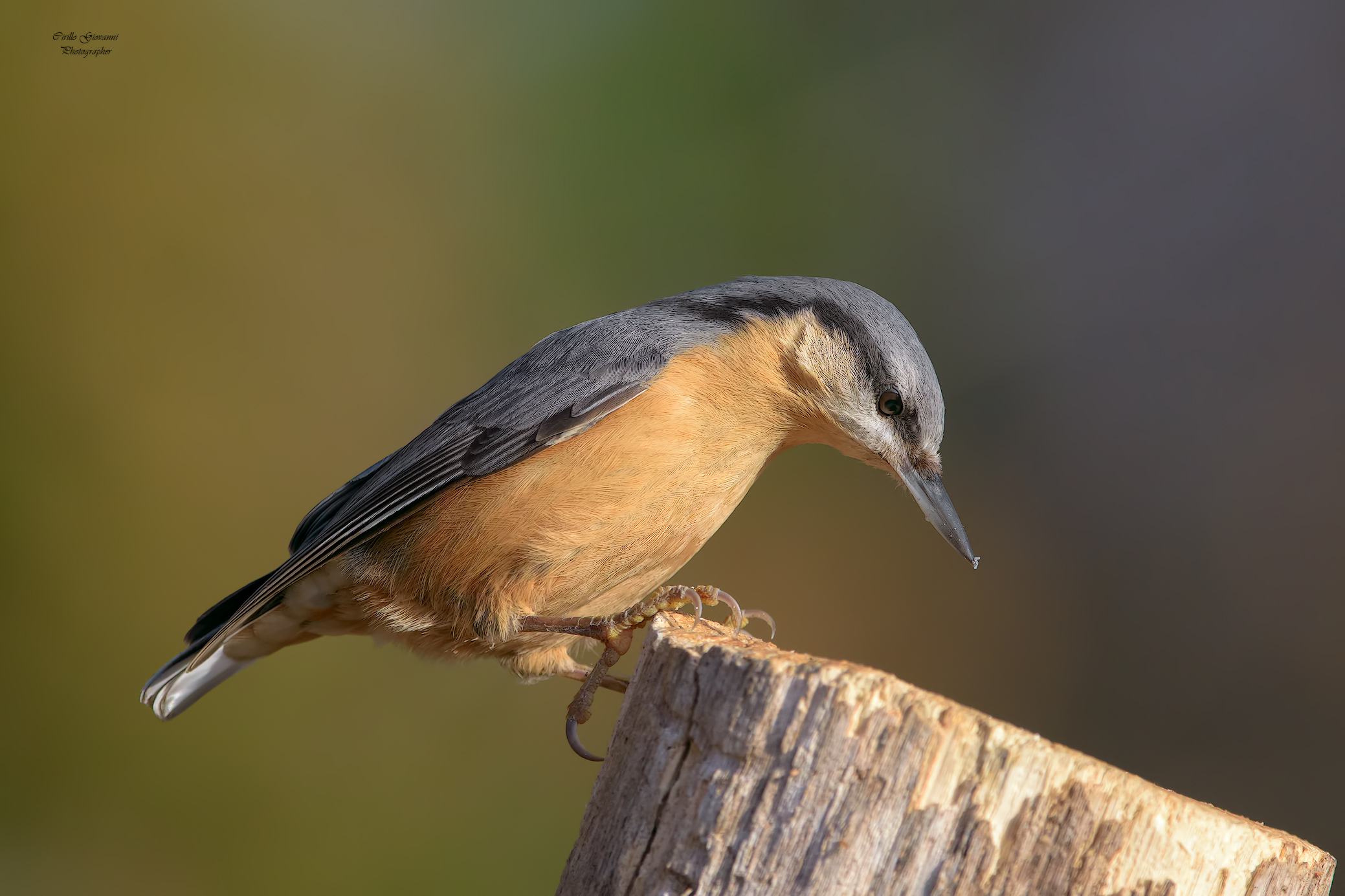Nuthatch