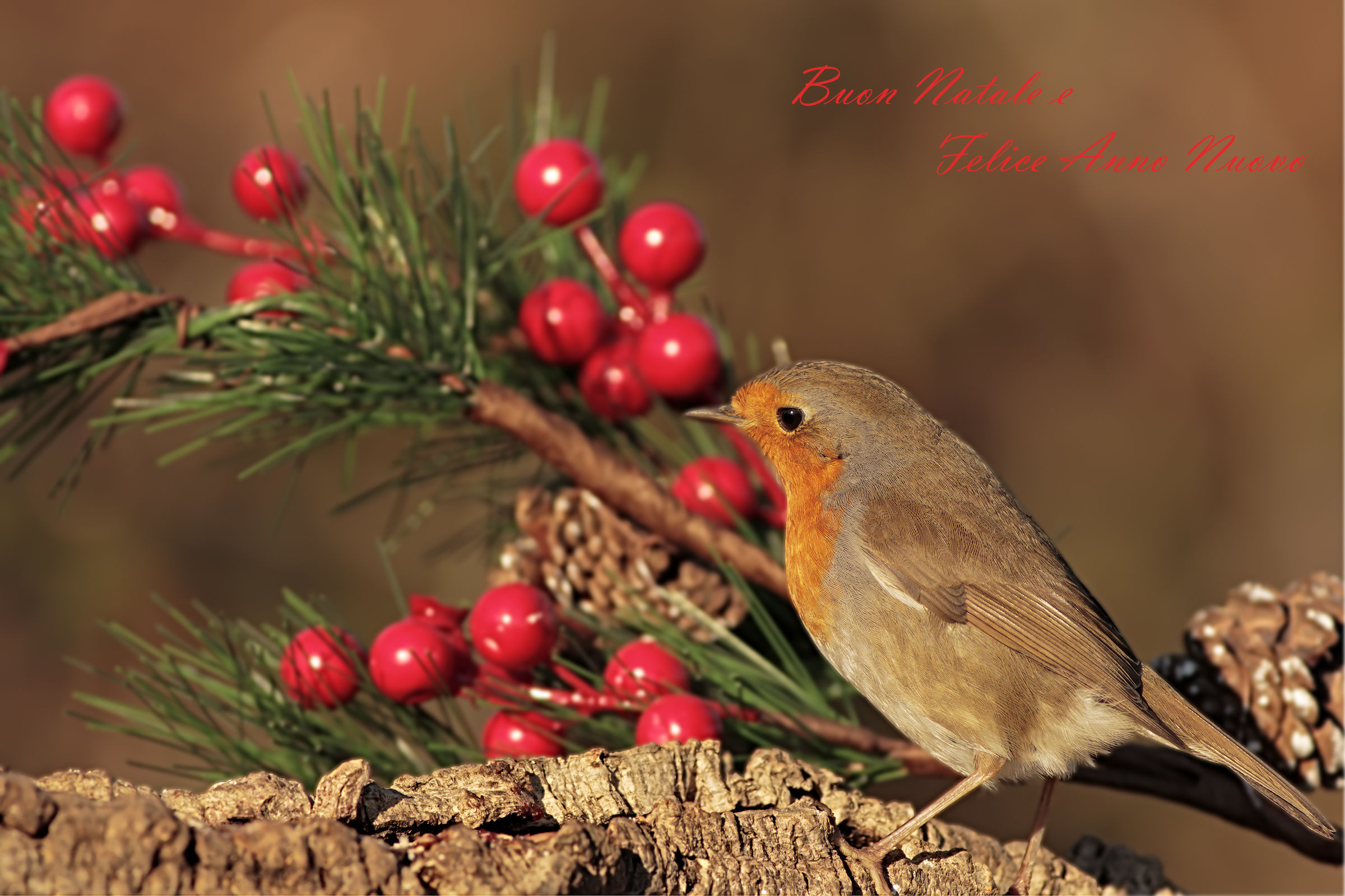 Merry Christmas and Happy New Year