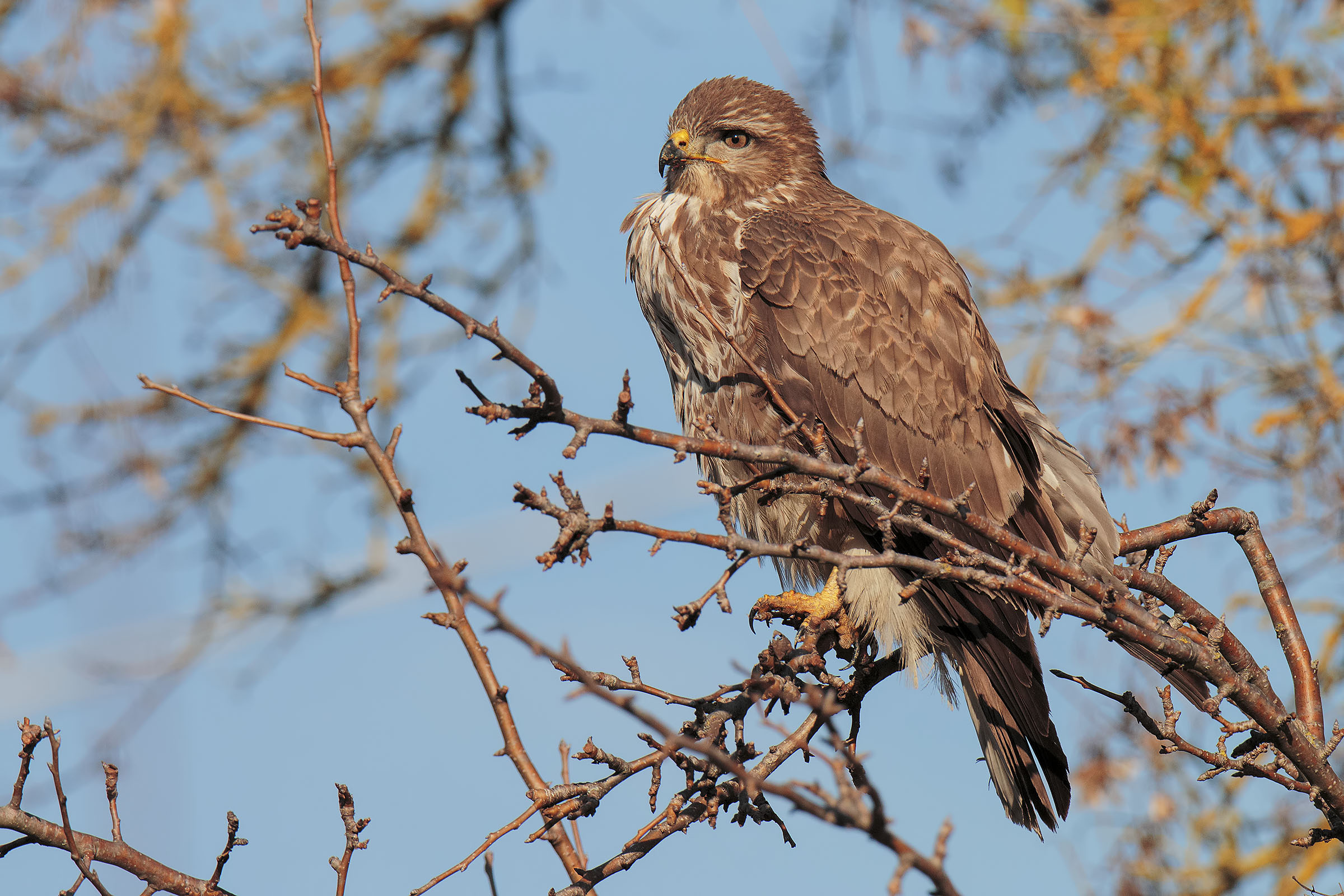 Buzzard
