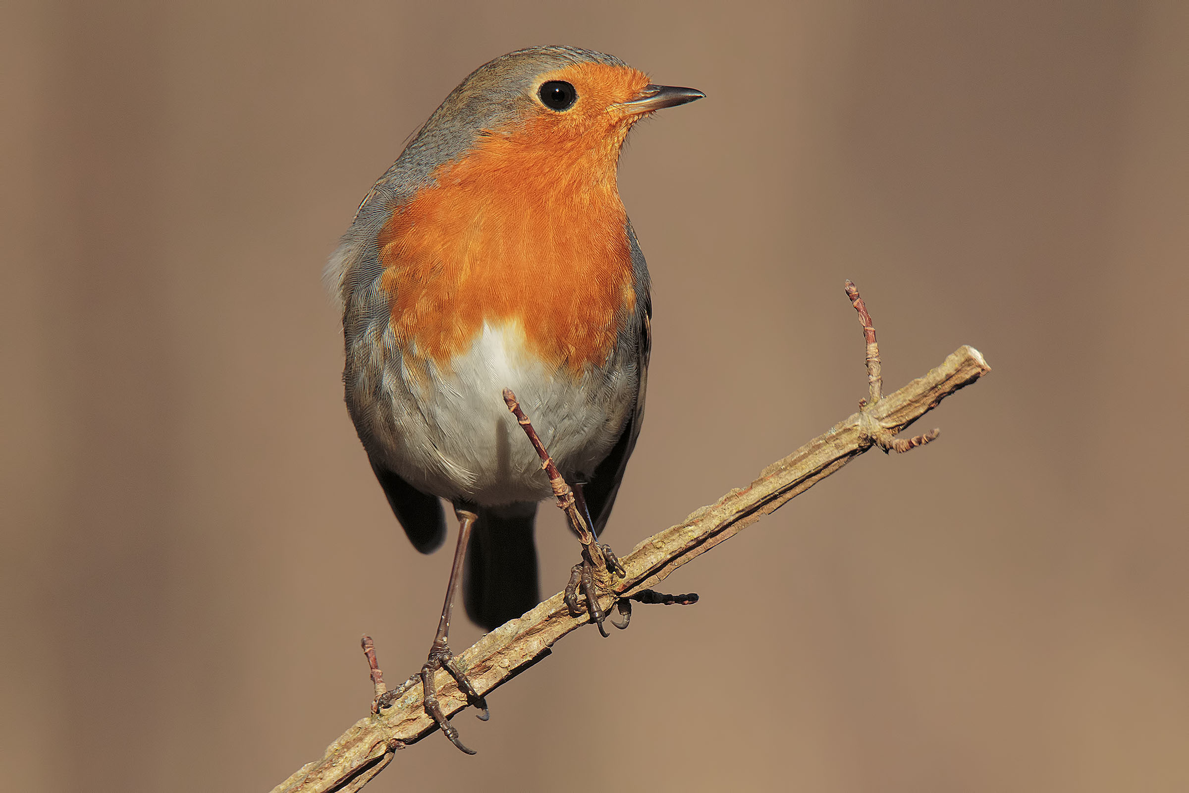 Robin
