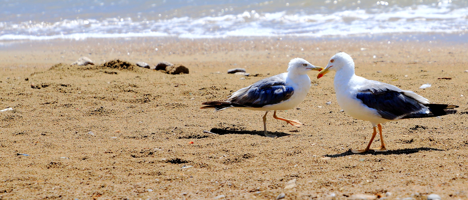 Division of the spoils