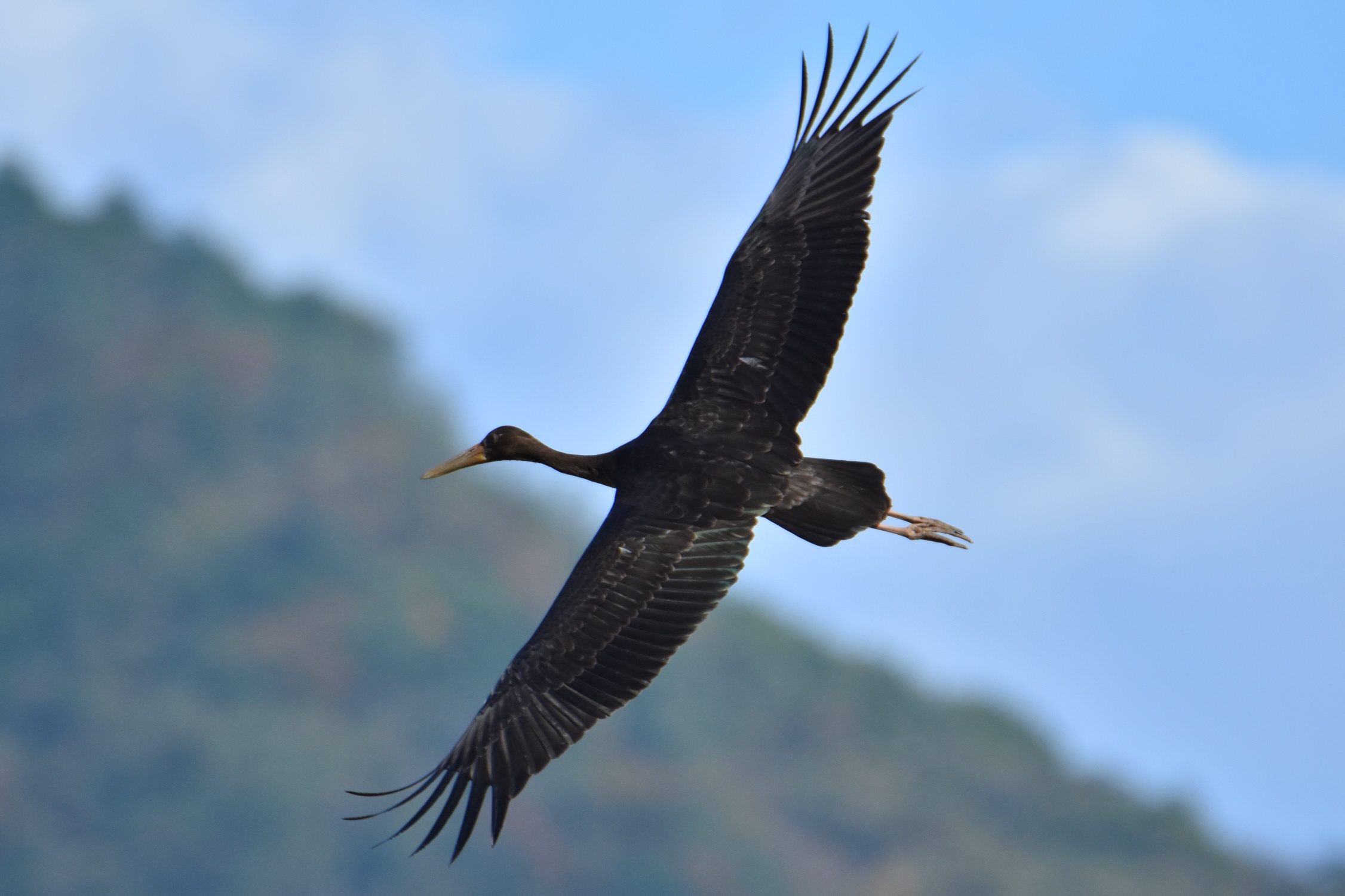 Black stork