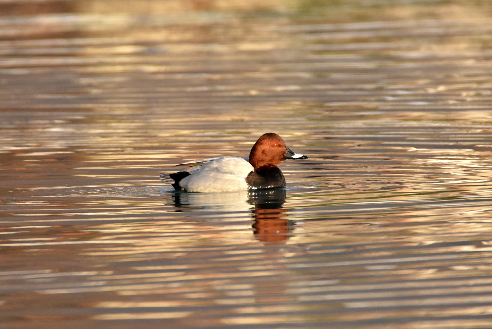 Pochard