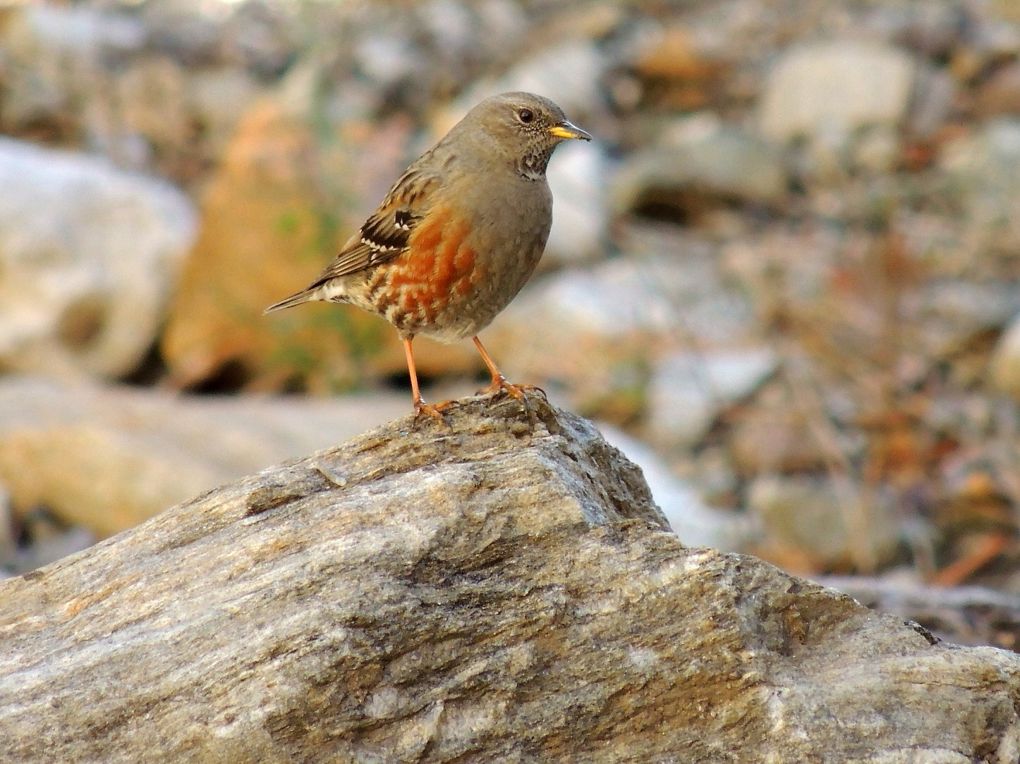 Accentor