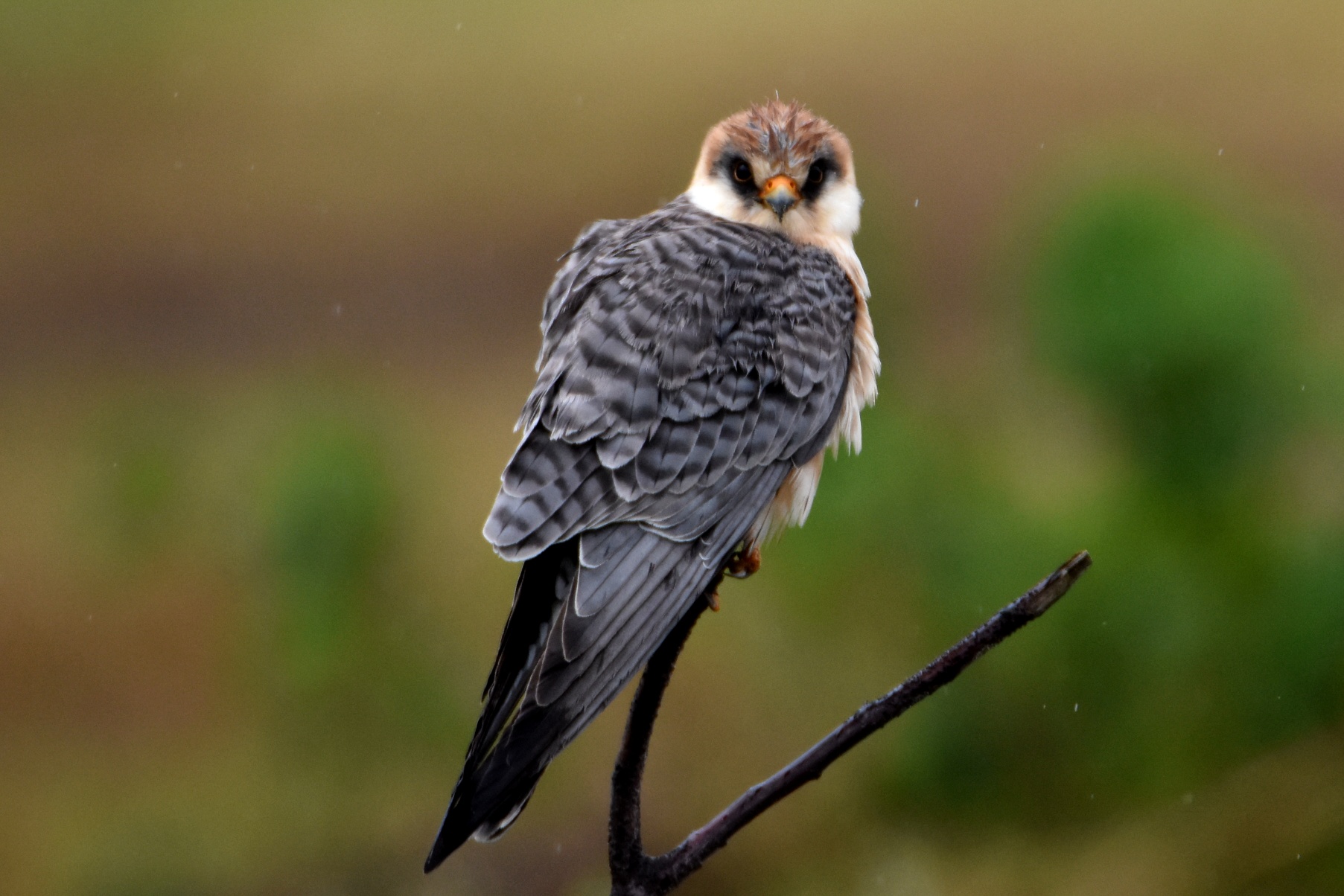Falcon cuckoo