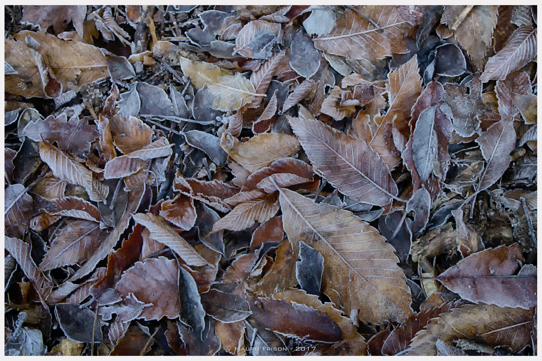 Frozen leaves