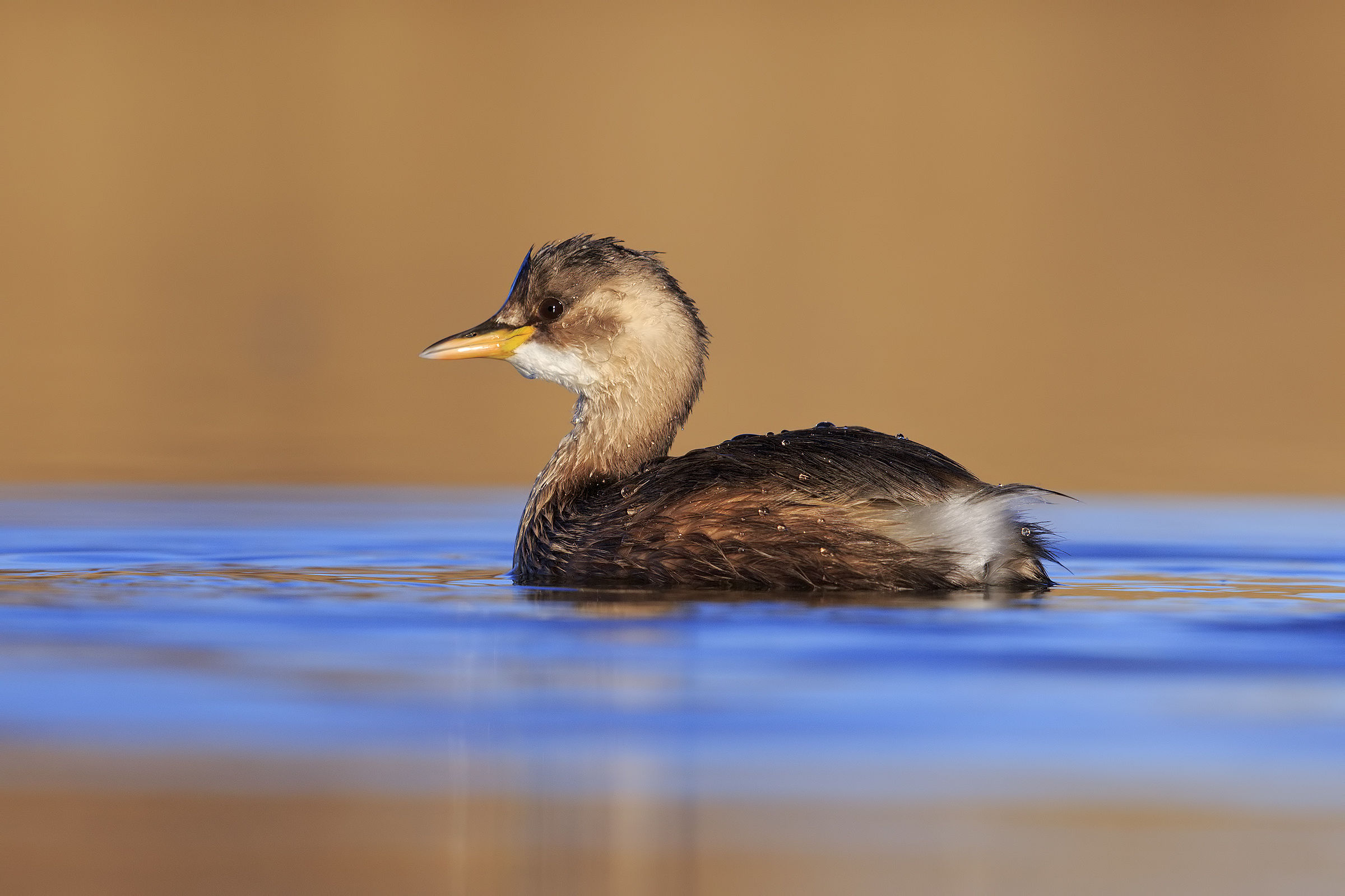Little Grebe