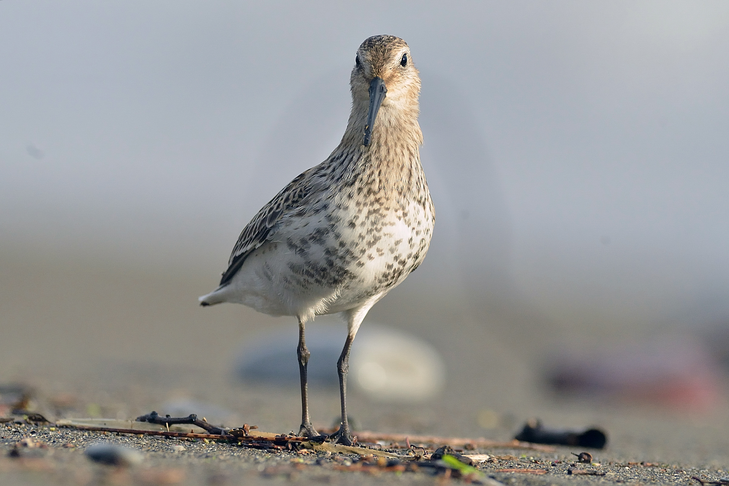 Dunlin