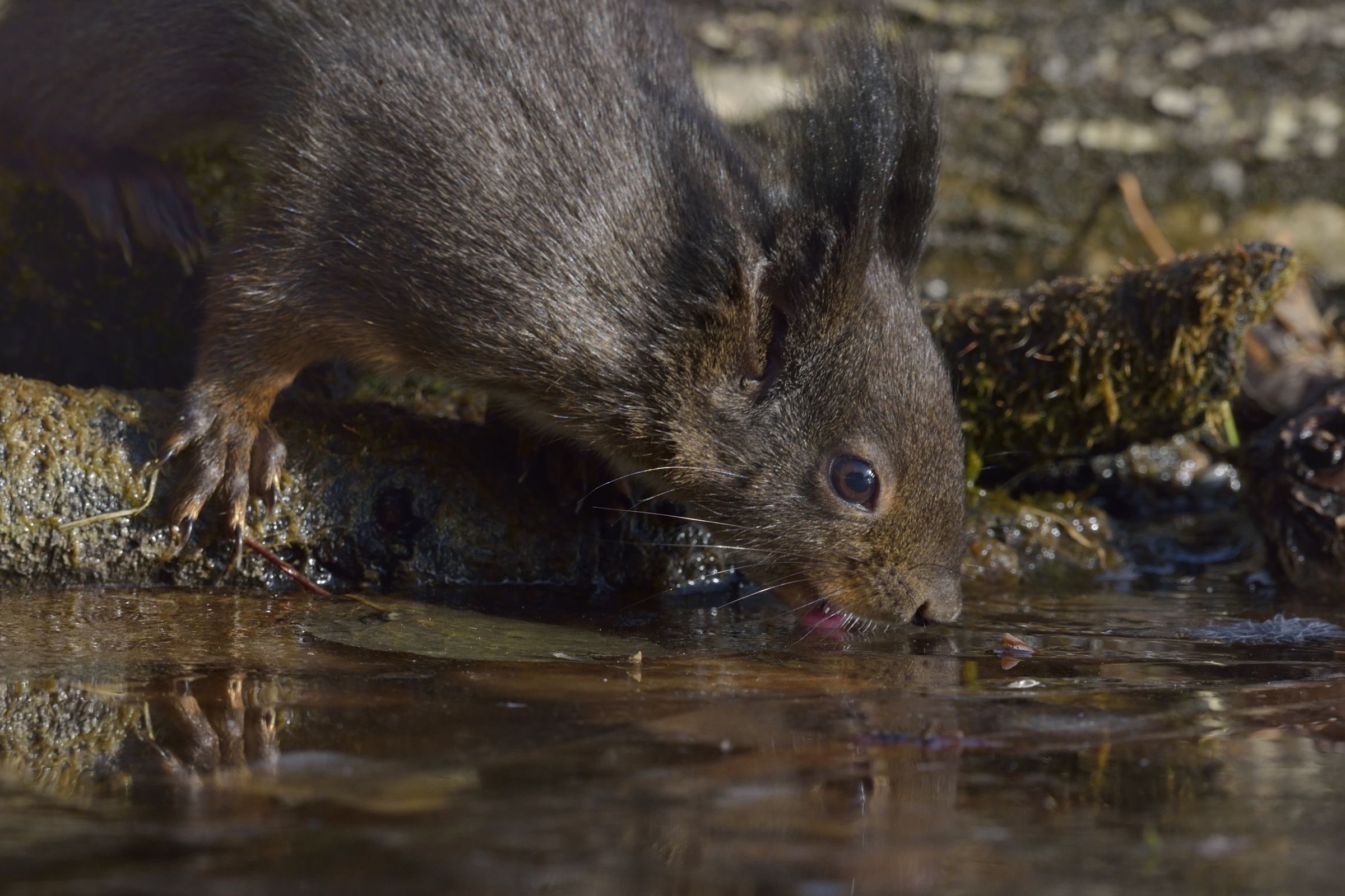 dopo il pasto...una bella granatina ...