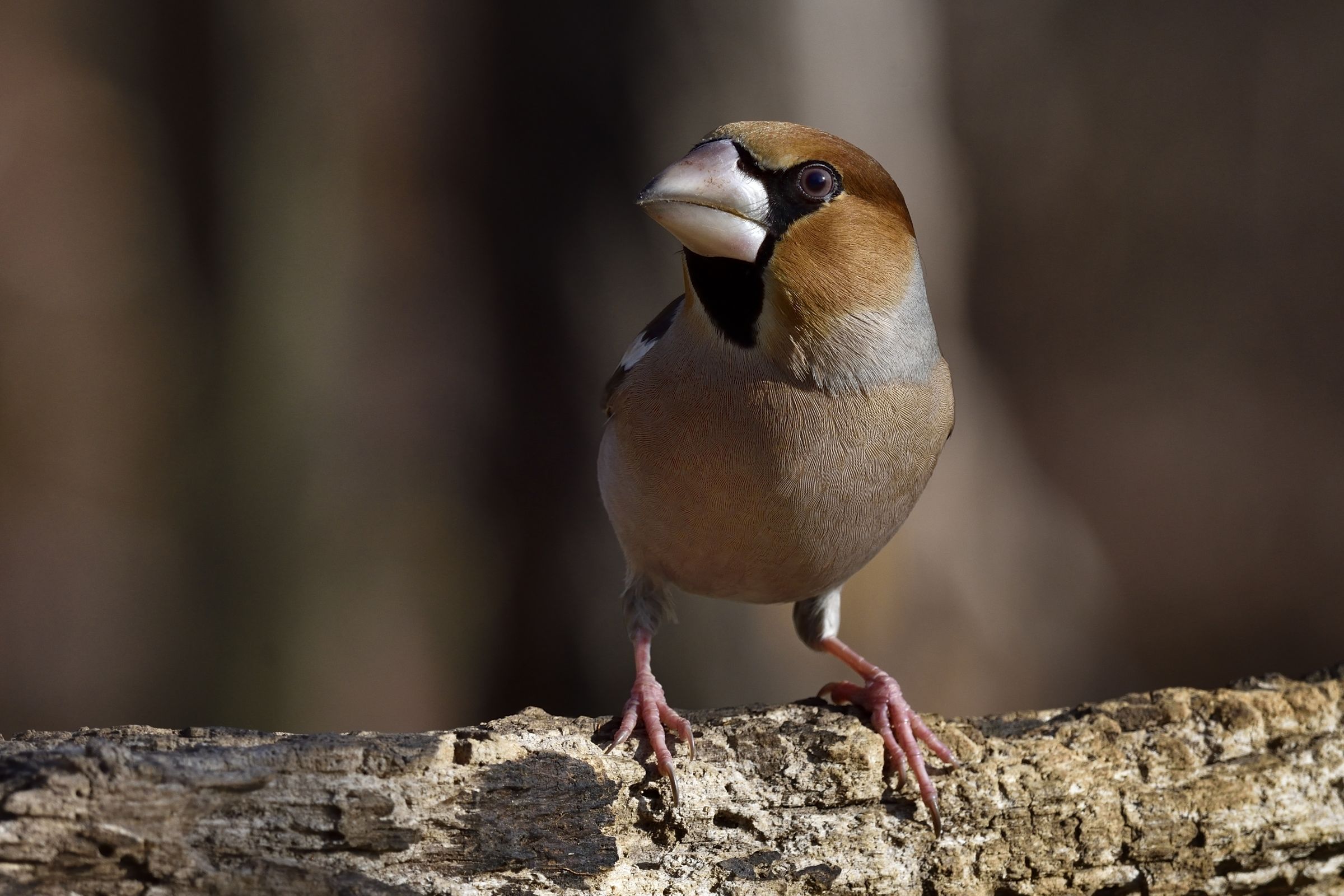 close up of Hawfinch