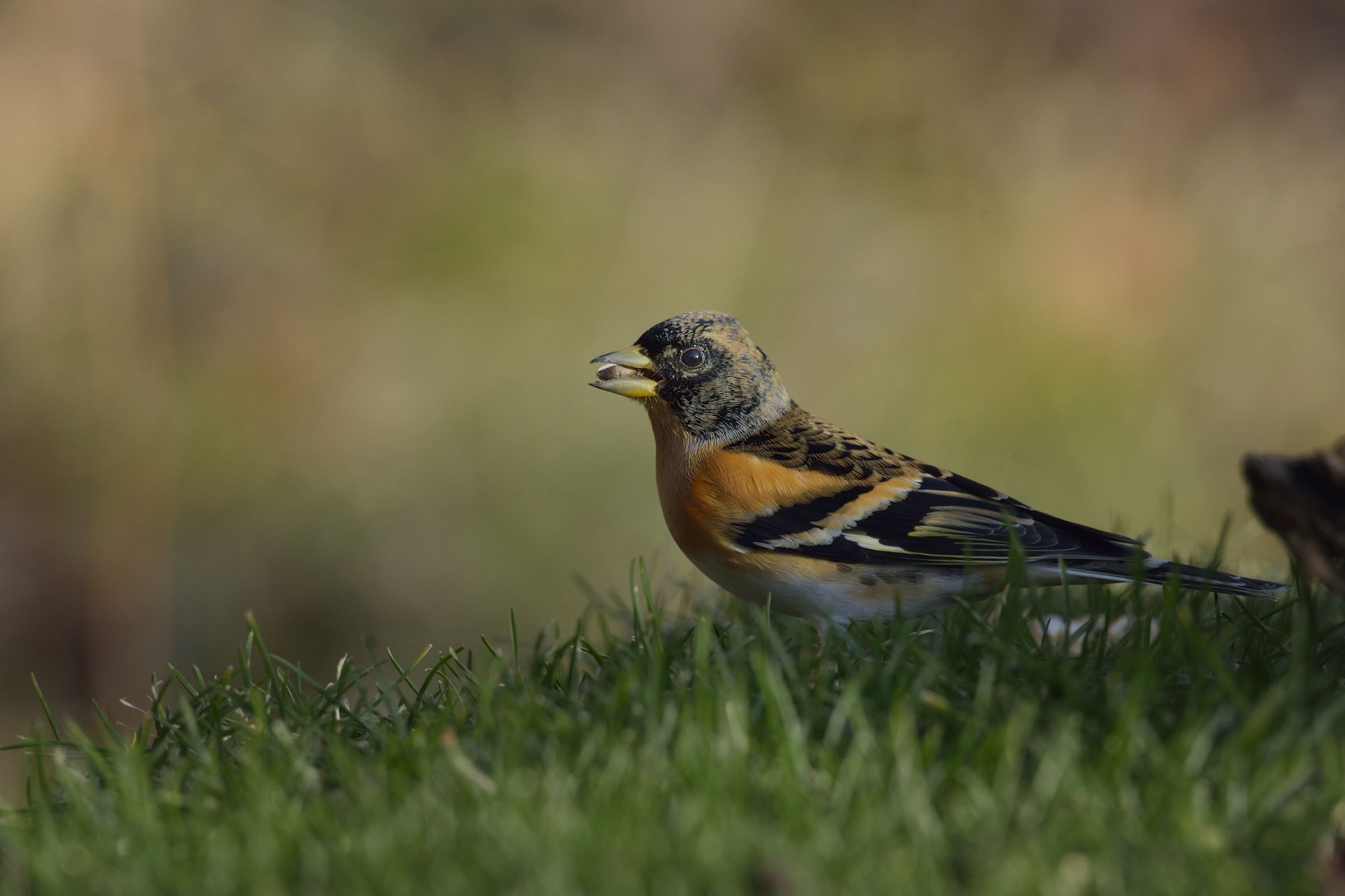 male beak with seed ...