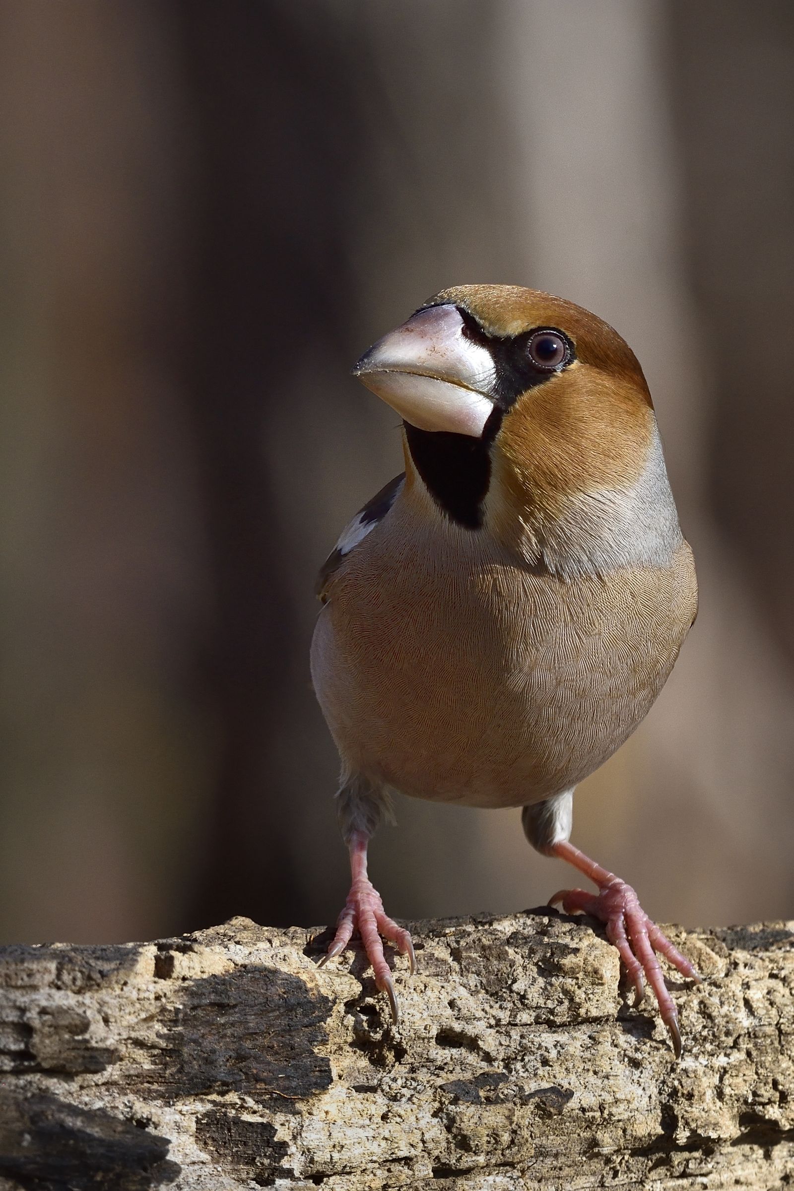 hawk in vertical cut ...
