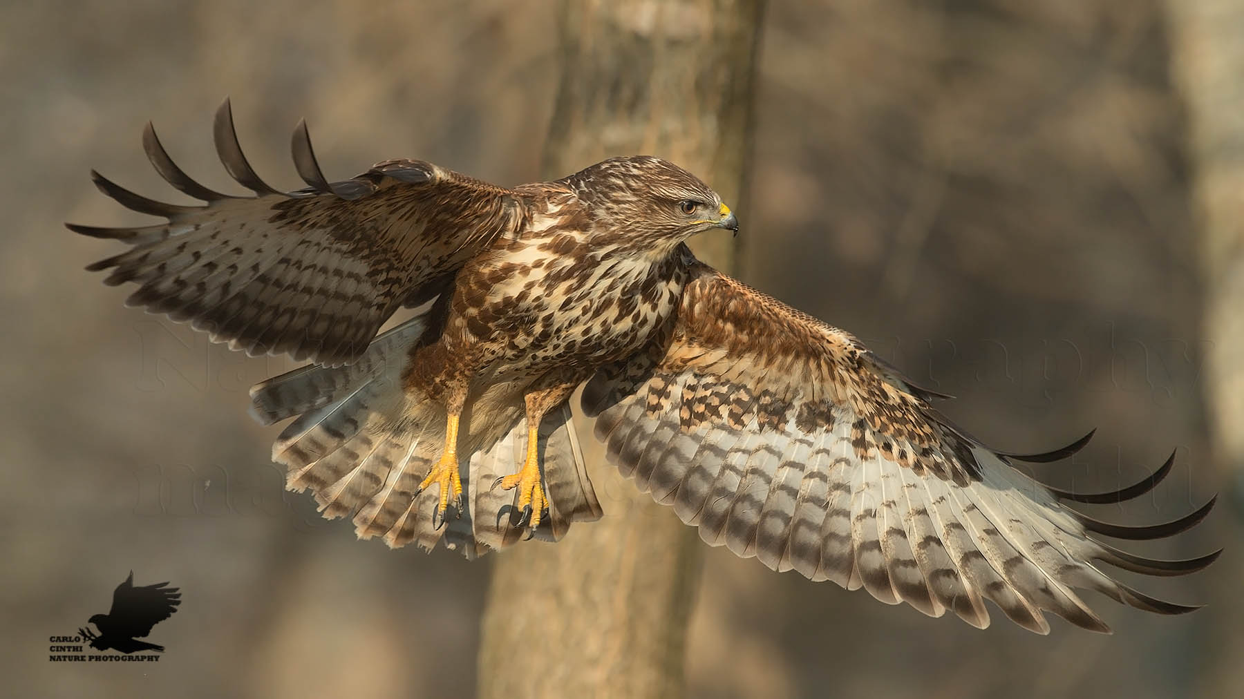 Buzzard