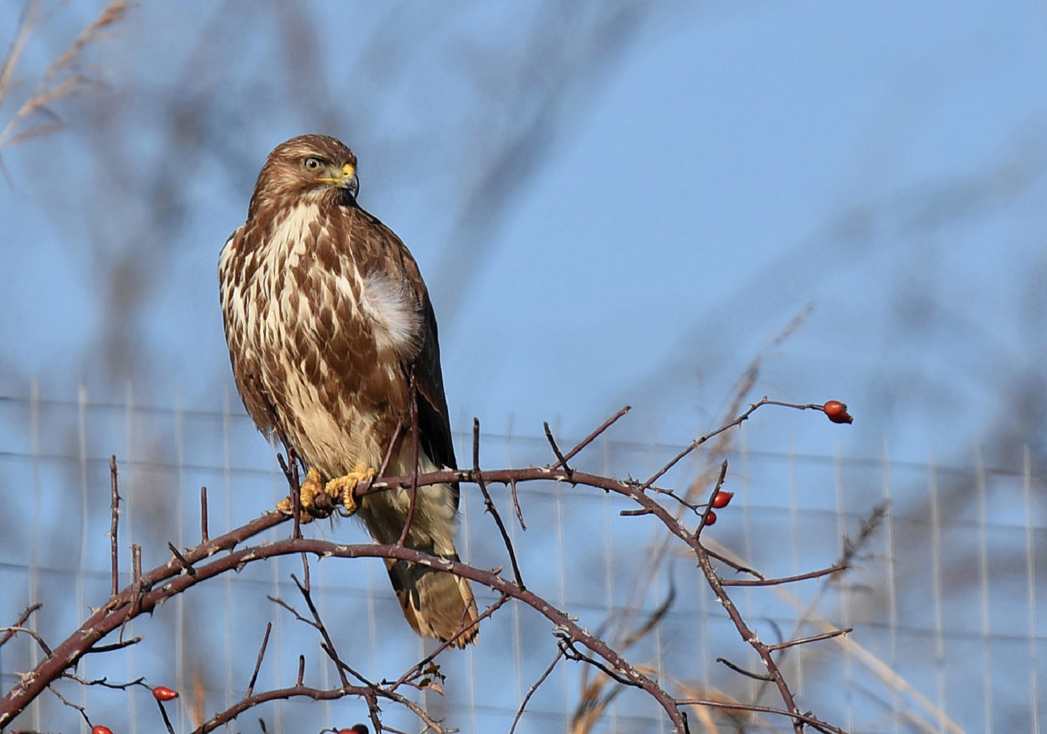 buzzard
